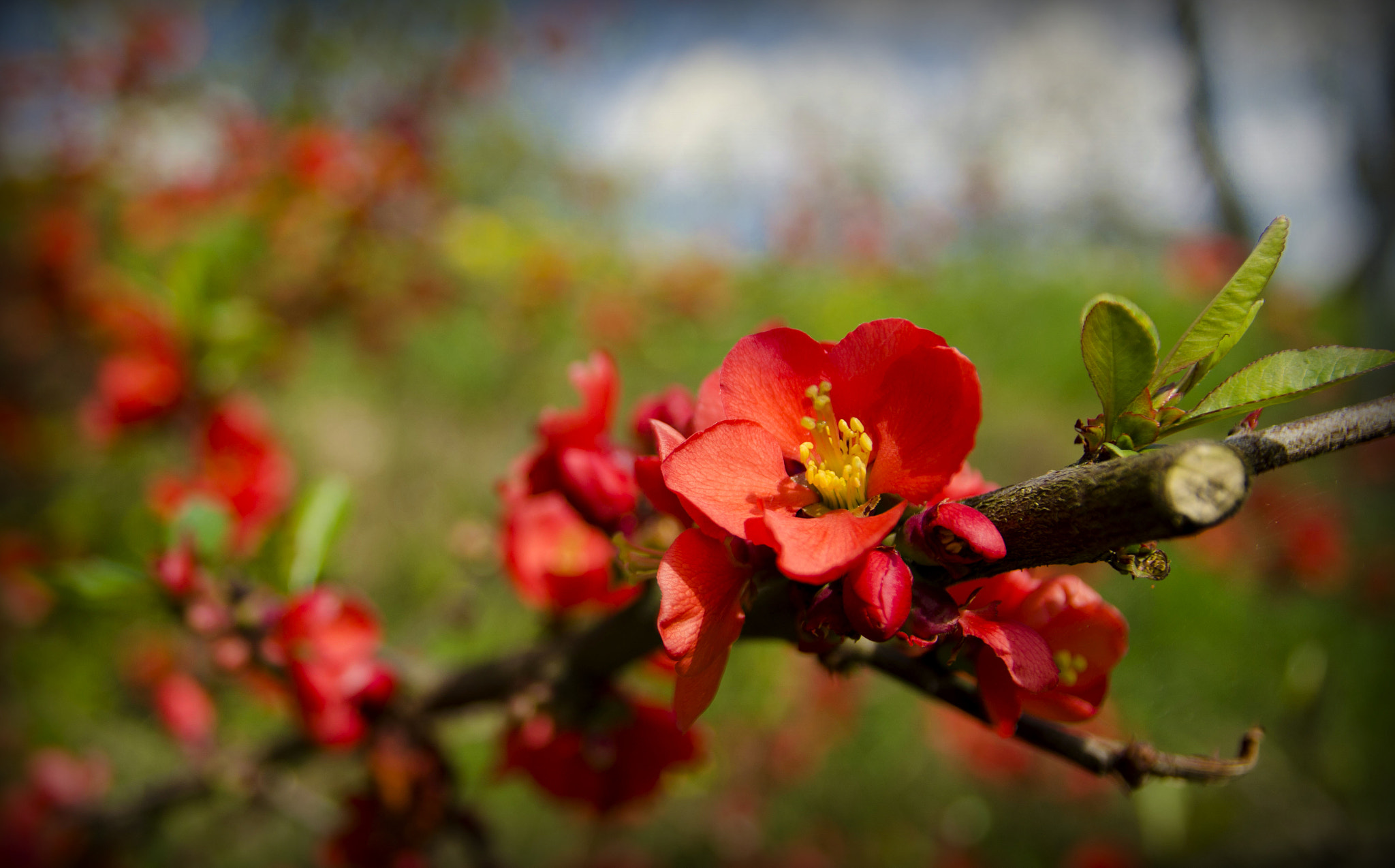 Nikon D5100 + Sigma 17-70mm F2.8-4 DC Macro OS HSM | C sample photo. Red flower photography