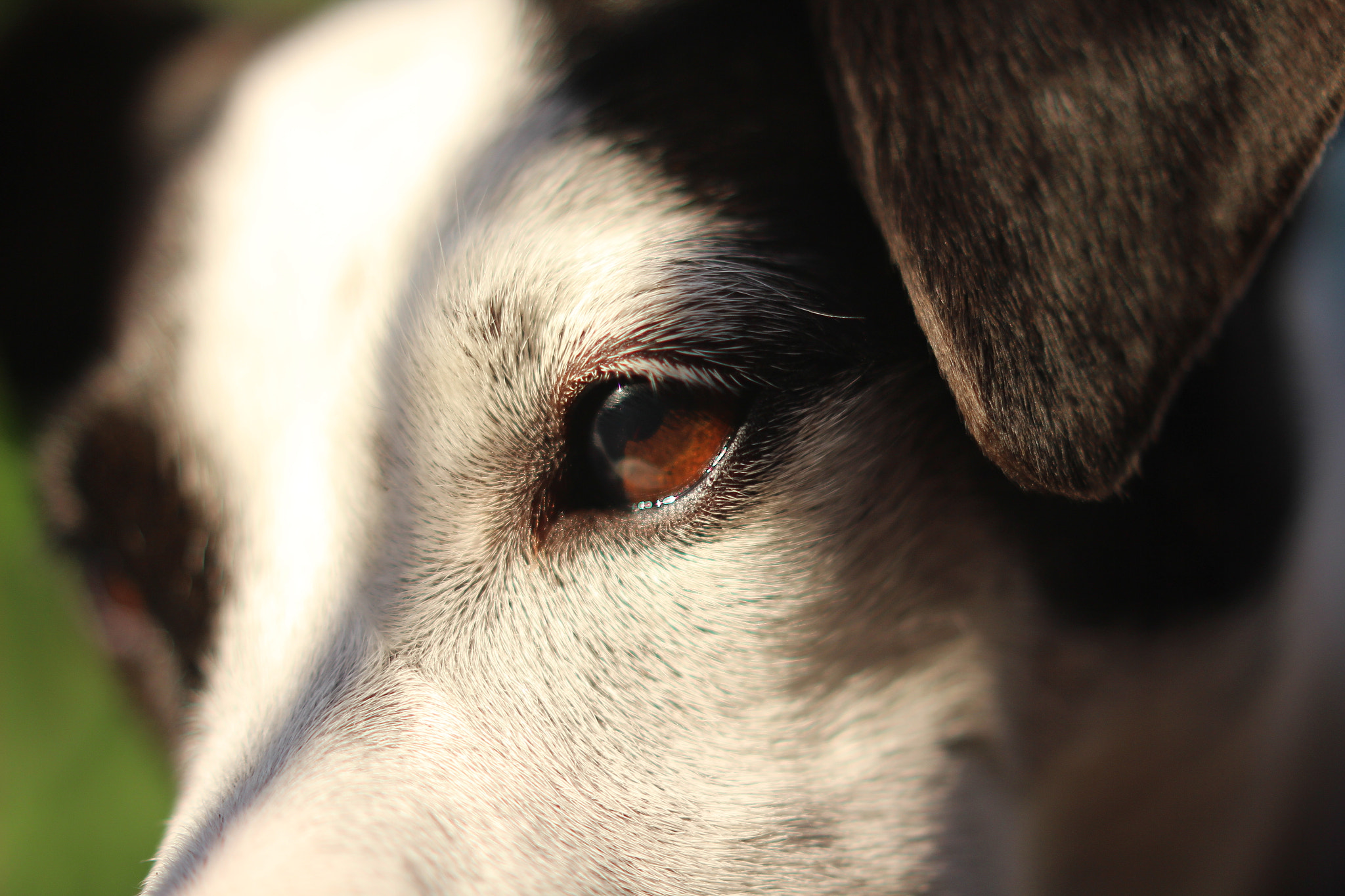 Canon EOS 600D (Rebel EOS T3i / EOS Kiss X5) + Canon EF 50mm F1.4 USM sample photo. Dog face in sunlight photography