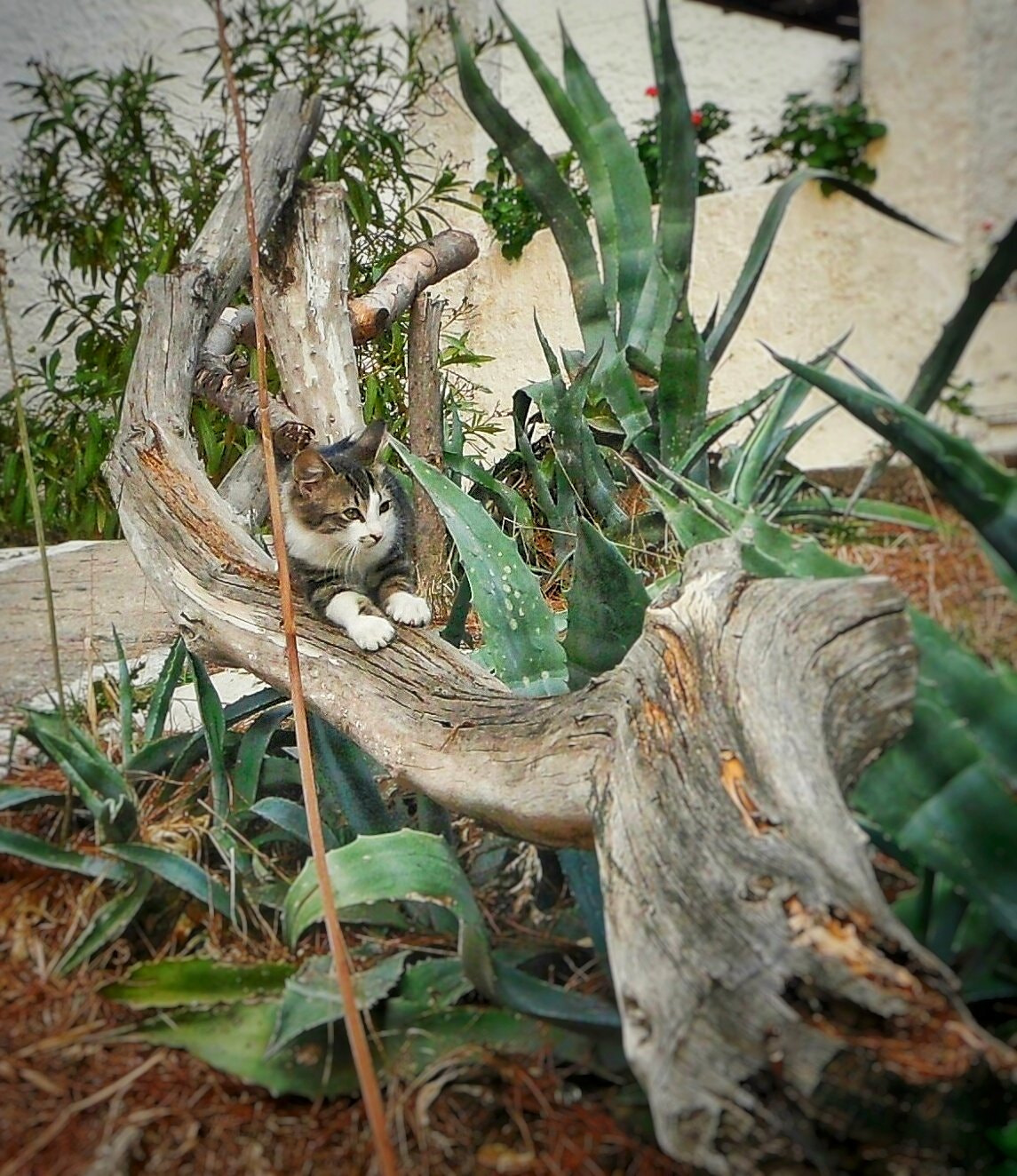 Samsung PL80/VLUU PL80/ SL630/ PL81 sample photo. Cat in cactus. photography