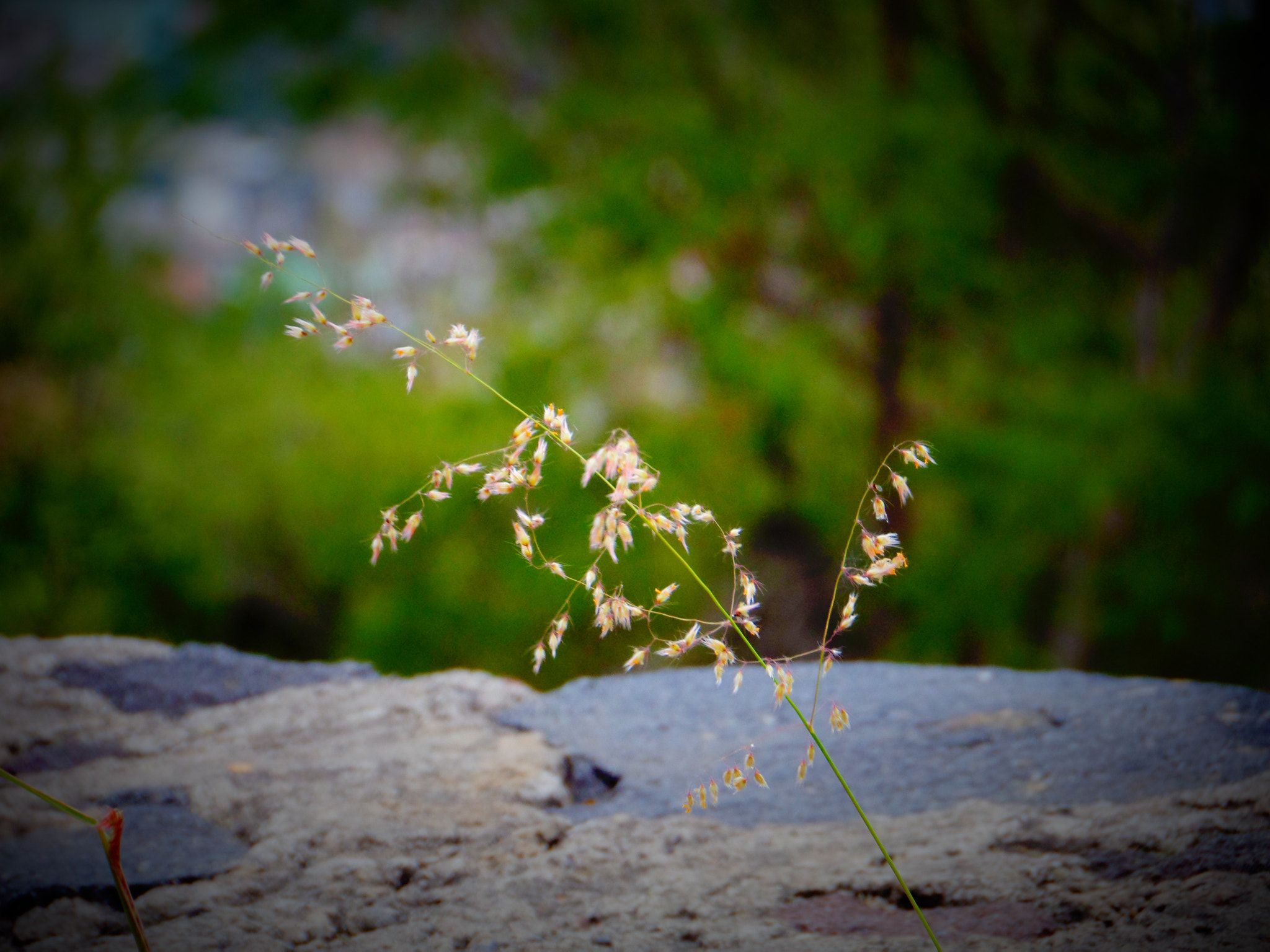 Samsung WB200F/WB201F/WB202F sample photo