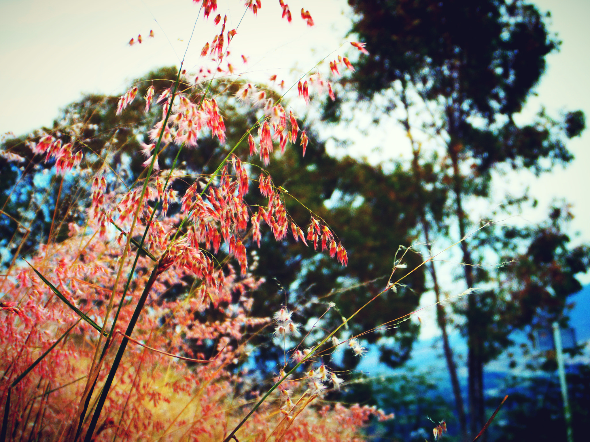 Samsung WB200F/WB201F/WB202F sample photo