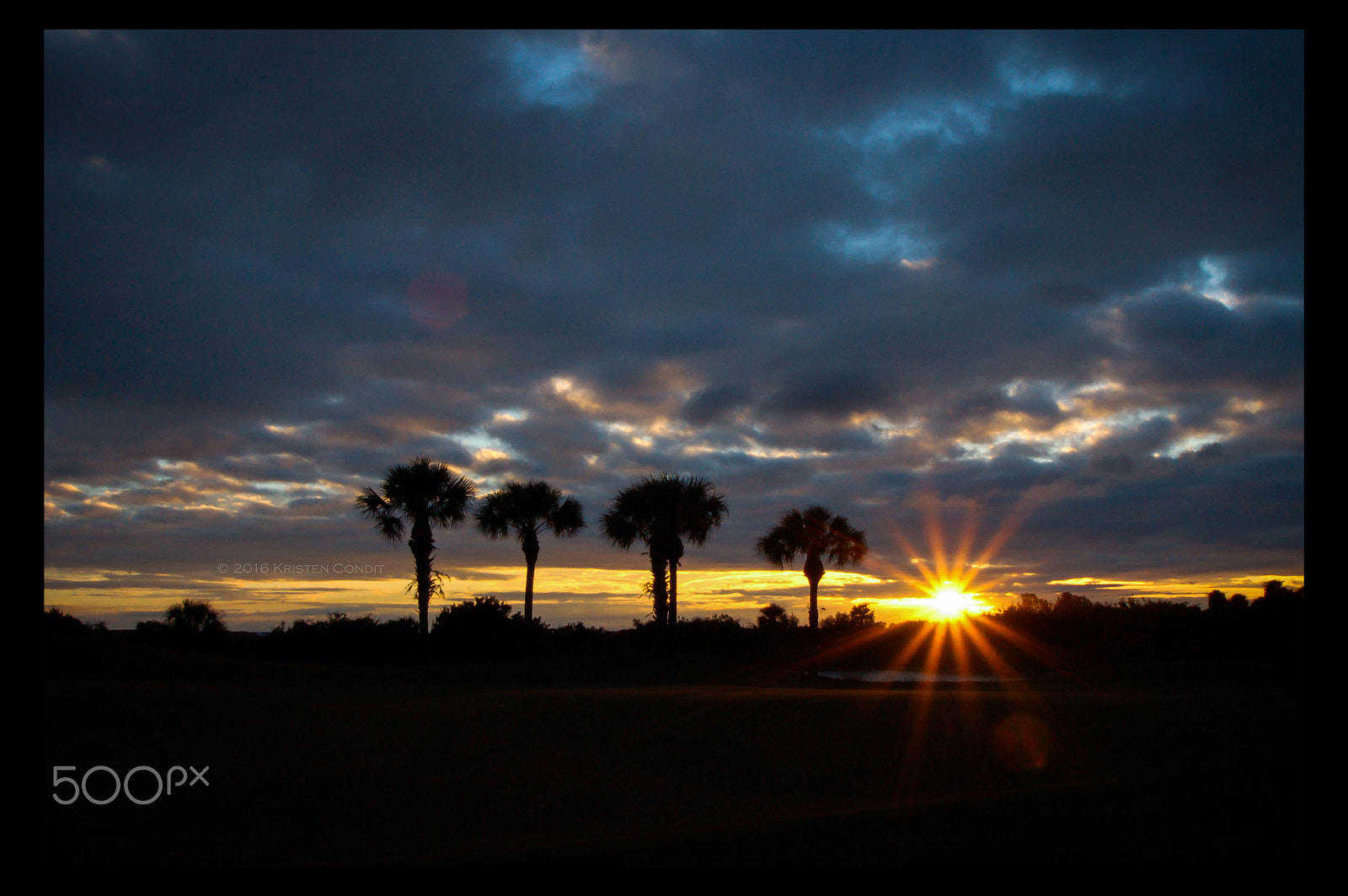 Nikon D50 sample photo. Four palms photography