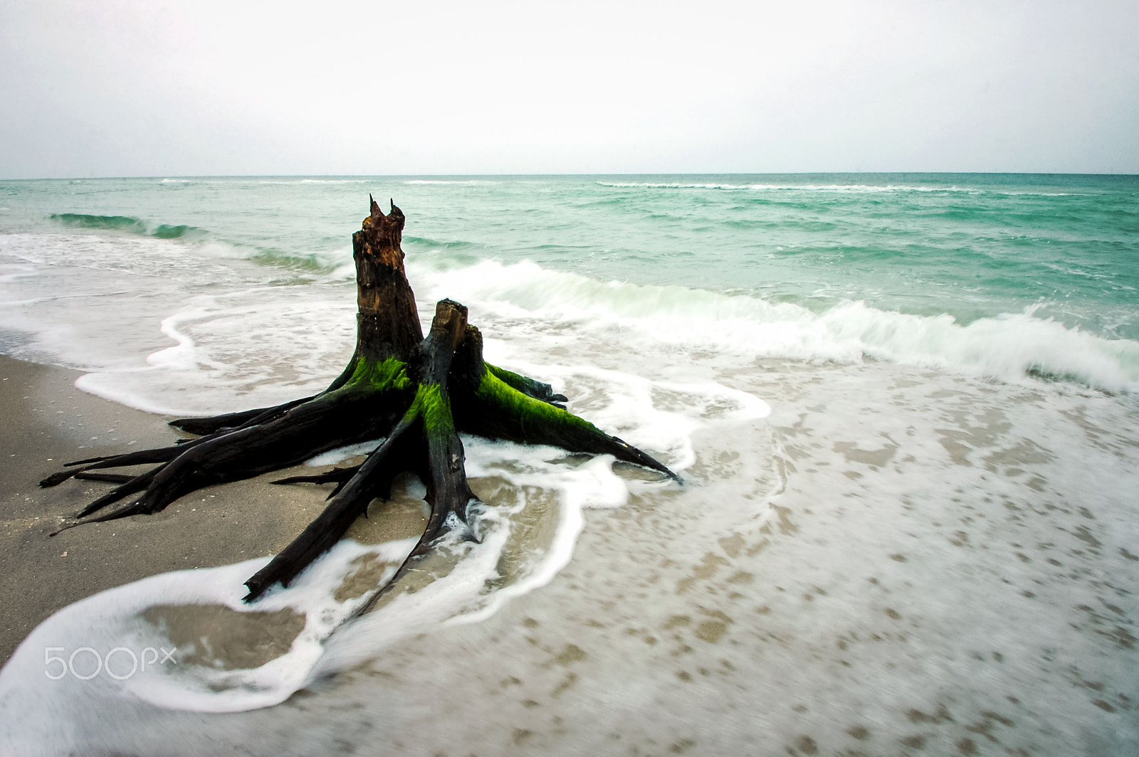 Nikon D50 sample photo. Salty stump photography