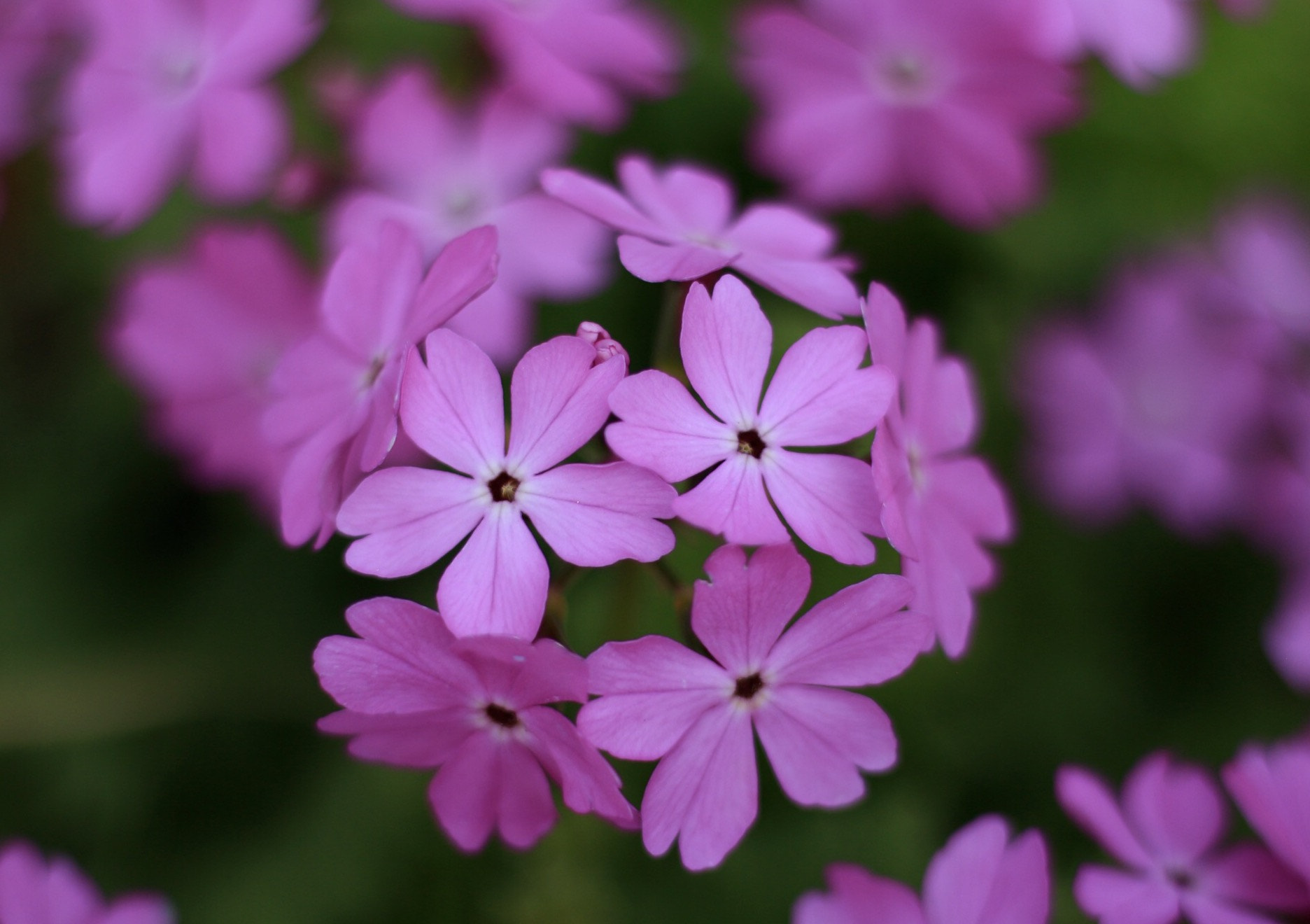 Canon EOS M + Canon EF 50mm F1.8 STM sample photo. Japanese primrose photography
