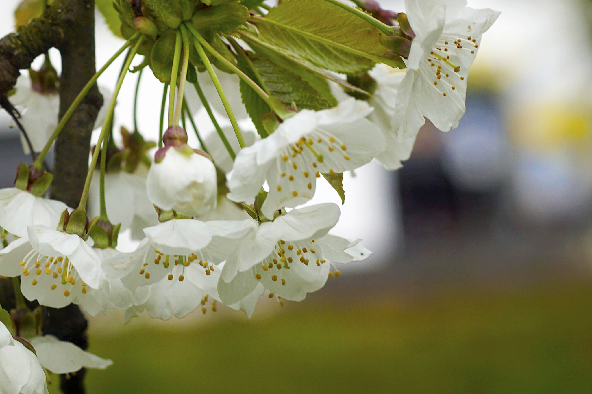 MACRO 50mm F2.8 sample photo. Kirsch - bokeh photography