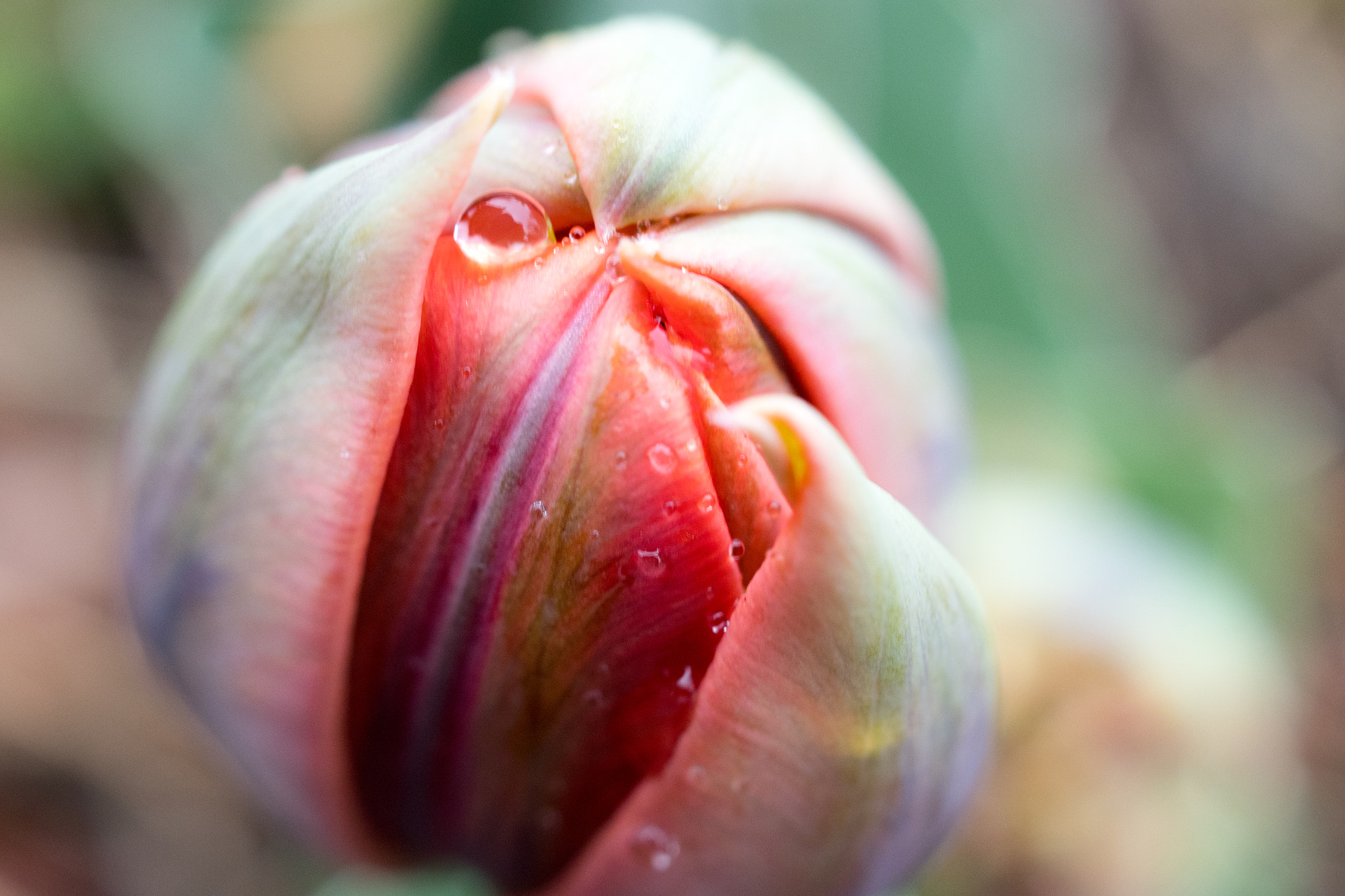 HD Pentax DA 35mm F2.8 Macro Limited sample photo. After the rain photography
