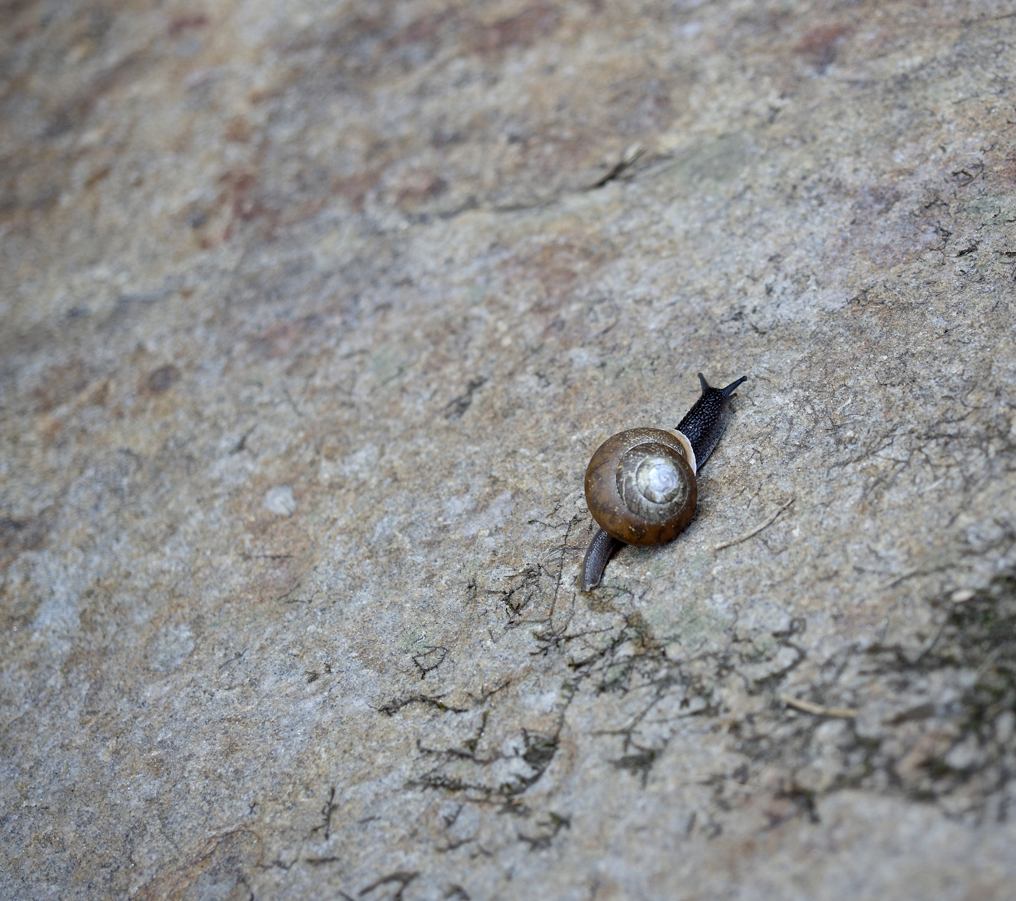 Pentax K-3 sample photo. The gorge's snail photography