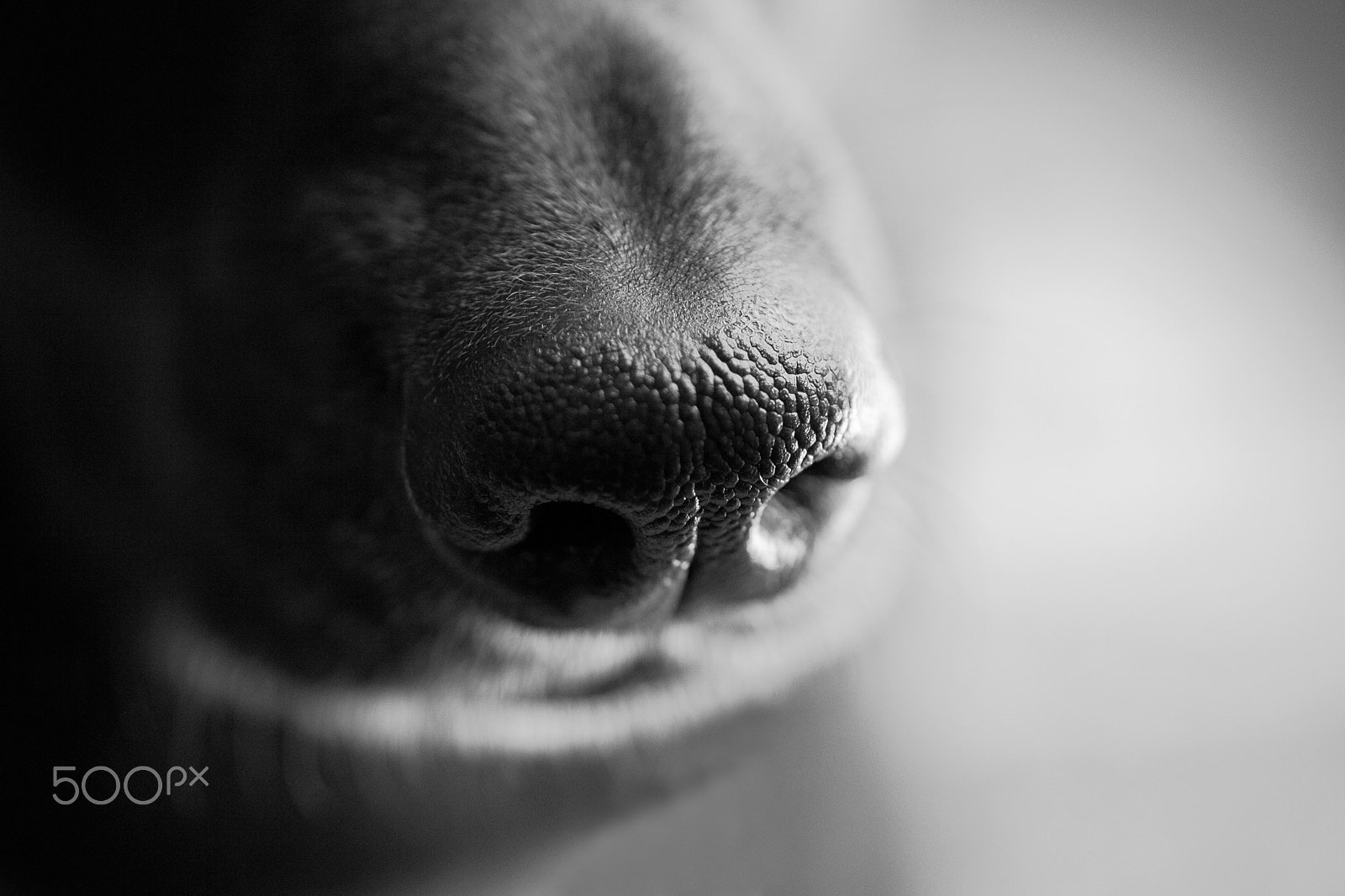 Canon EOS 5D Mark II + Tamron SP AF 90mm F2.8 Di Macro sample photo. Dog nose closeup macro bw photography