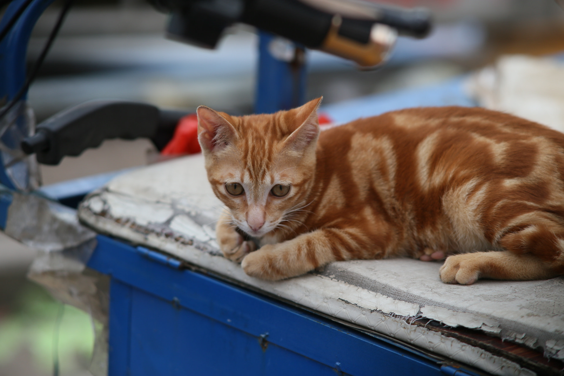Canon EF 28-70mm f/3.5-4.5 sample photo. Cat photography