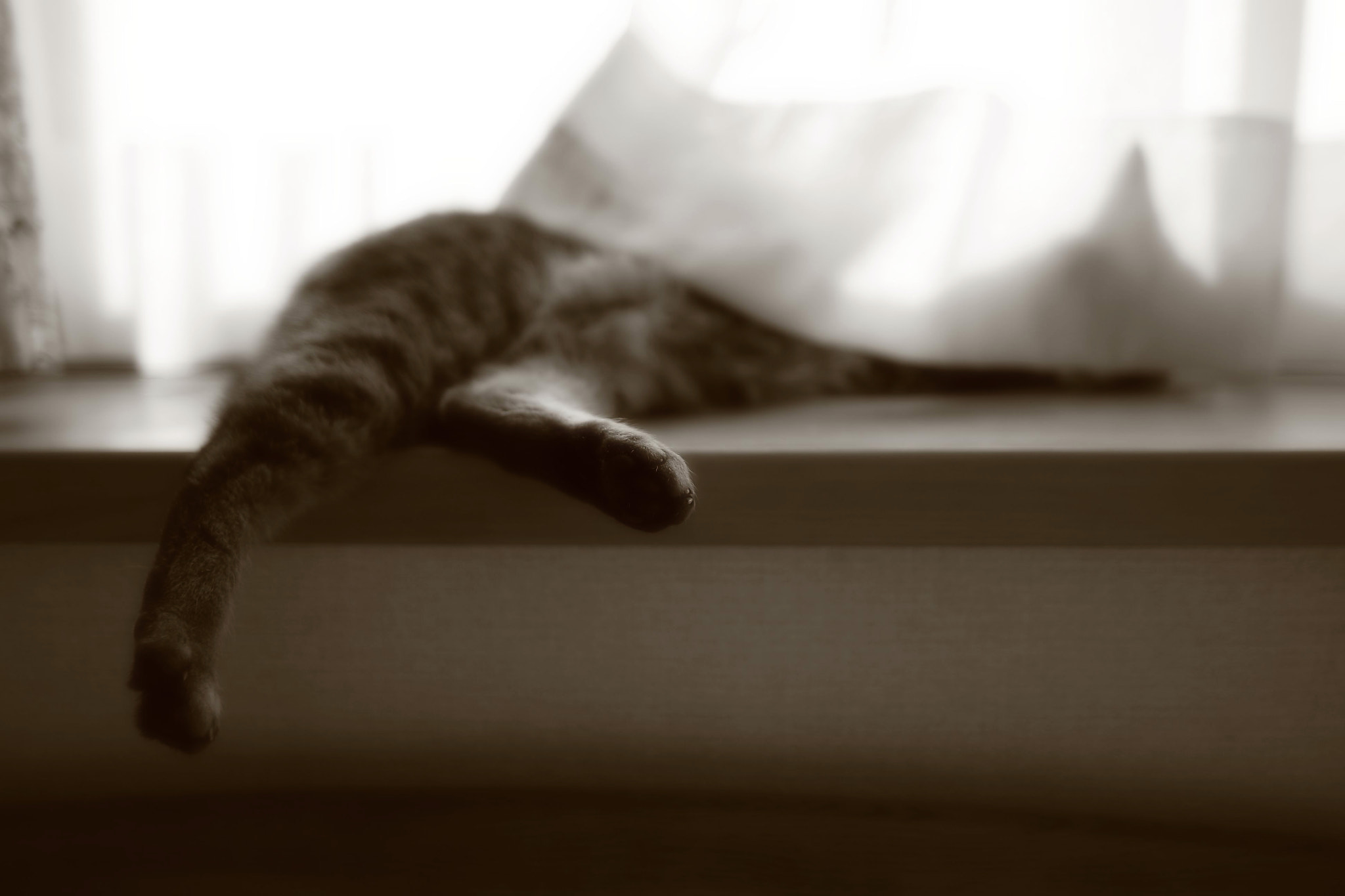 Sigma 28mm f/1.8 DG Macro EX sample photo. Sleeping cat(=^ェ^=)～ photography