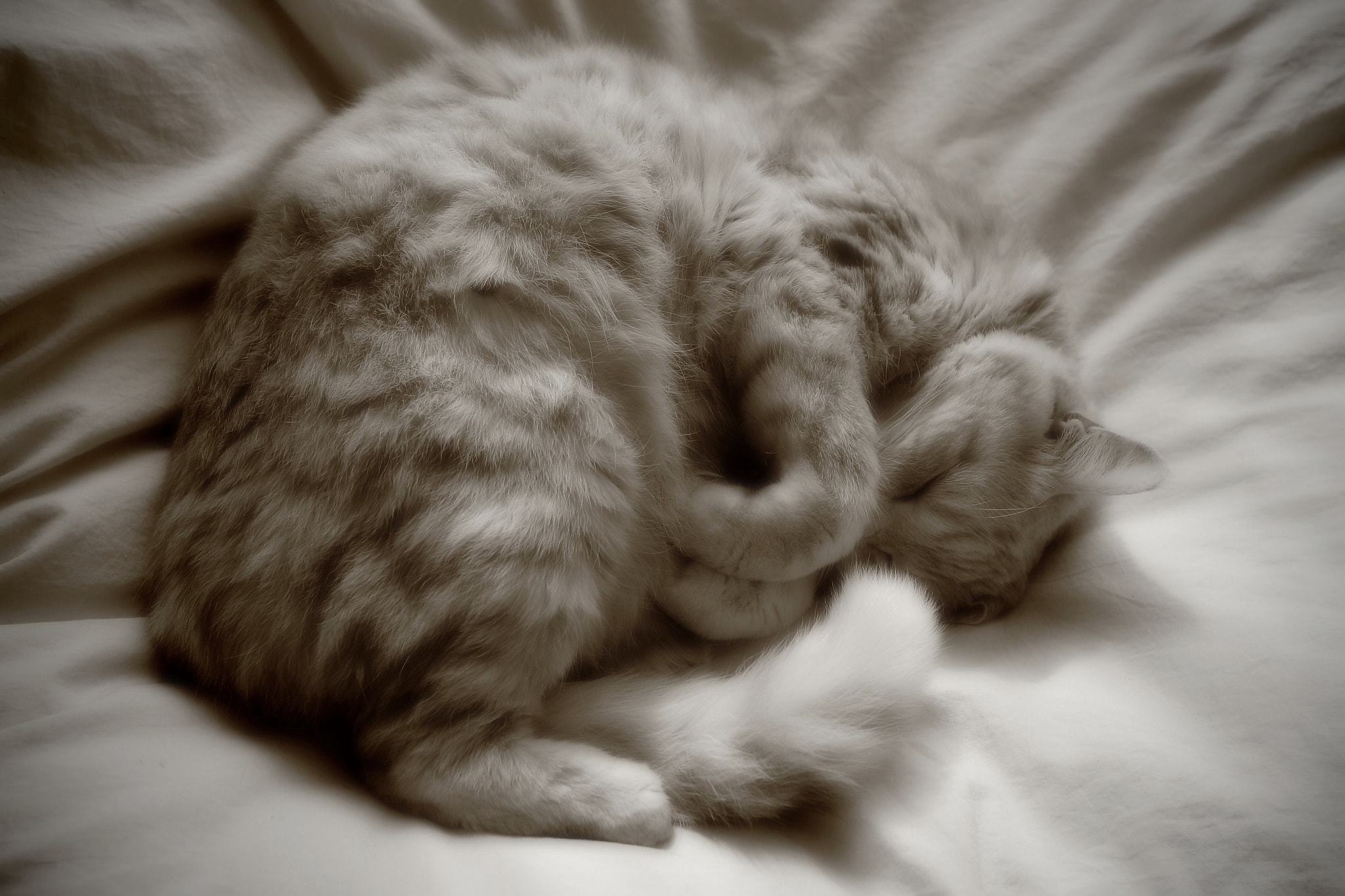 Canon EOS-1D Mark III + Sigma 28mm f/1.8 DG Macro EX sample photo. Sleeping cat photography
