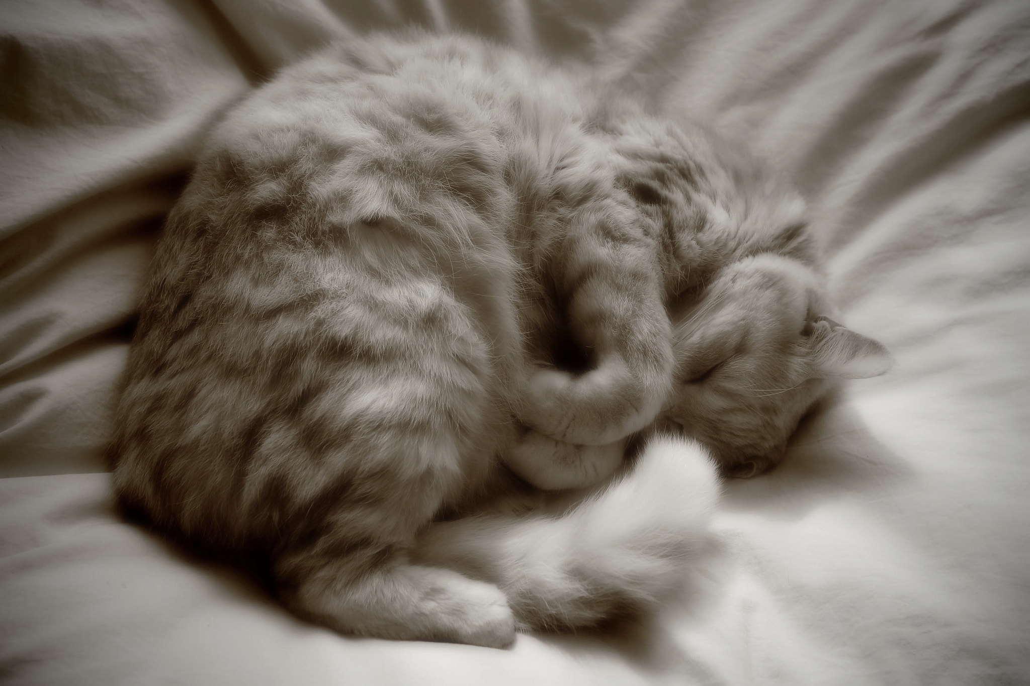 Sigma 28mm f/1.8 DG Macro EX sample photo. Sleeping cat photography