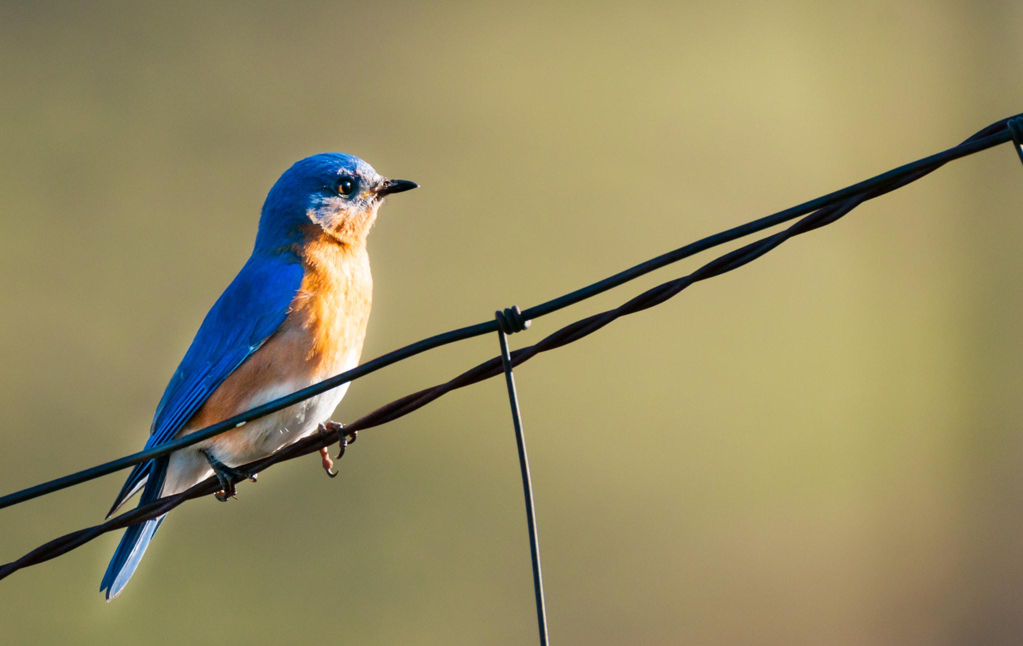 Sigma 150-600mm F5-6.3 DG OS HSM | C sample photo. Male eastern bluebird photography