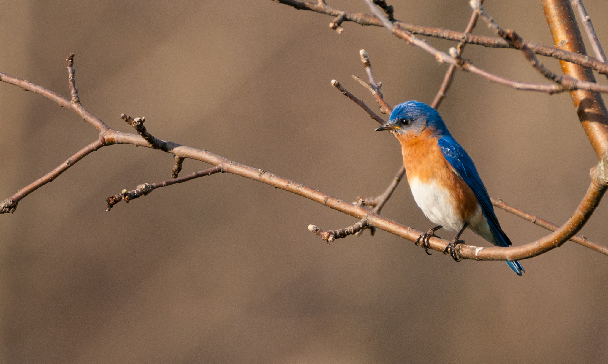 Sigma 150-600mm F5-6.3 DG OS HSM | C sample photo. The male blue photography