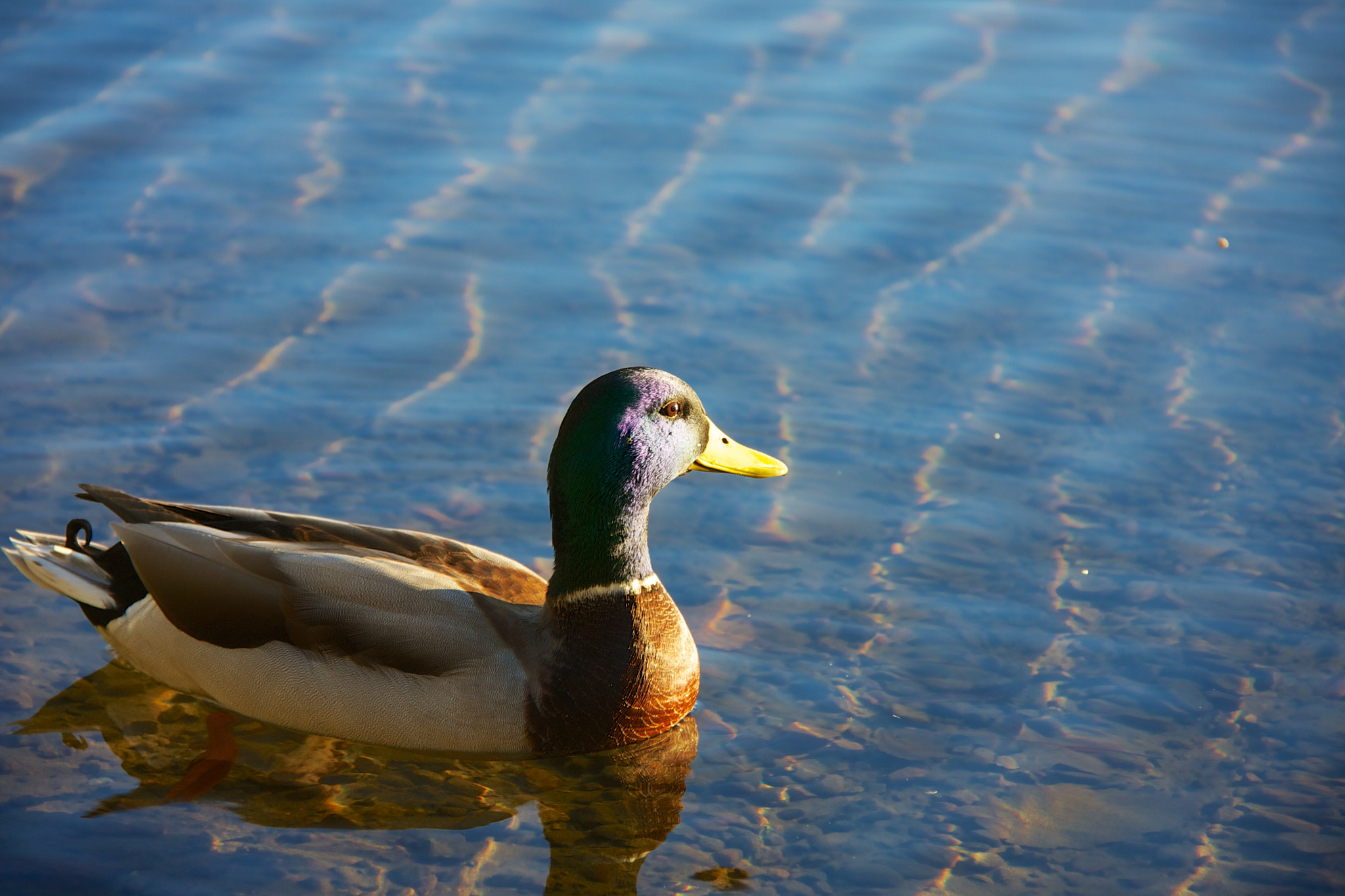 Canon EOS 40D sample photo. Duck photography