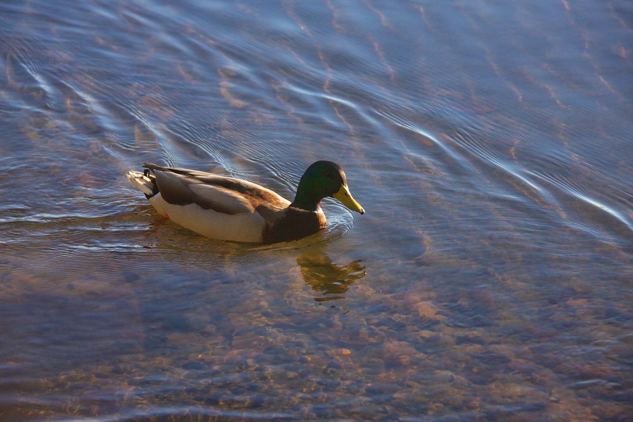 Canon EOS 40D sample photo. Duck photography