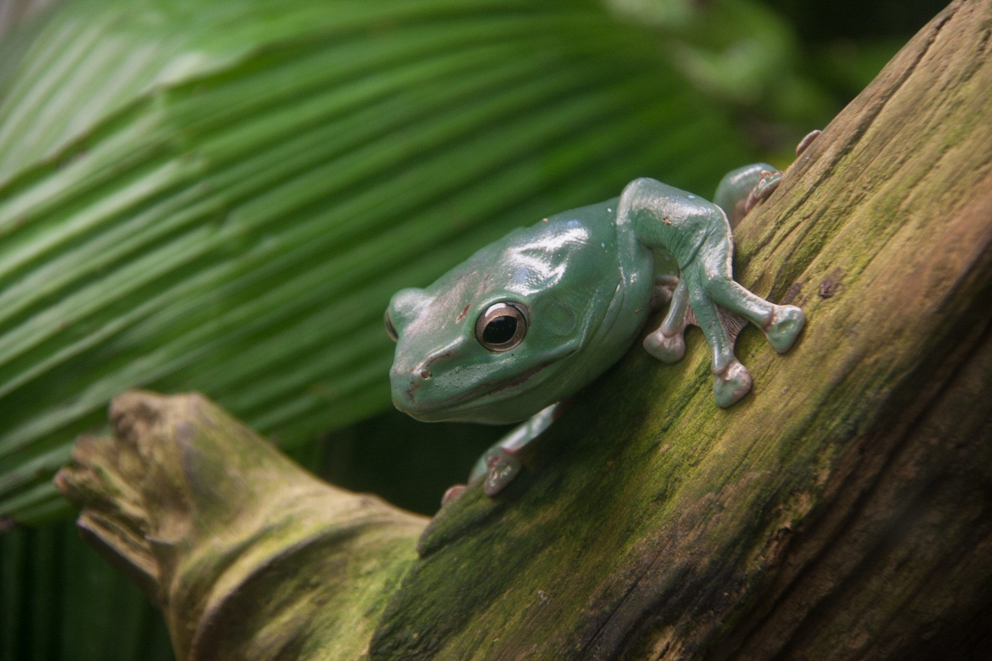 Canon EOS 40D sample photo. Green frog photography