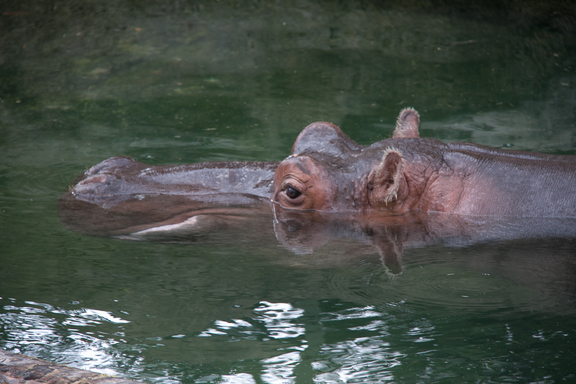 Canon EOS 40D sample photo. Hippo in water photography
