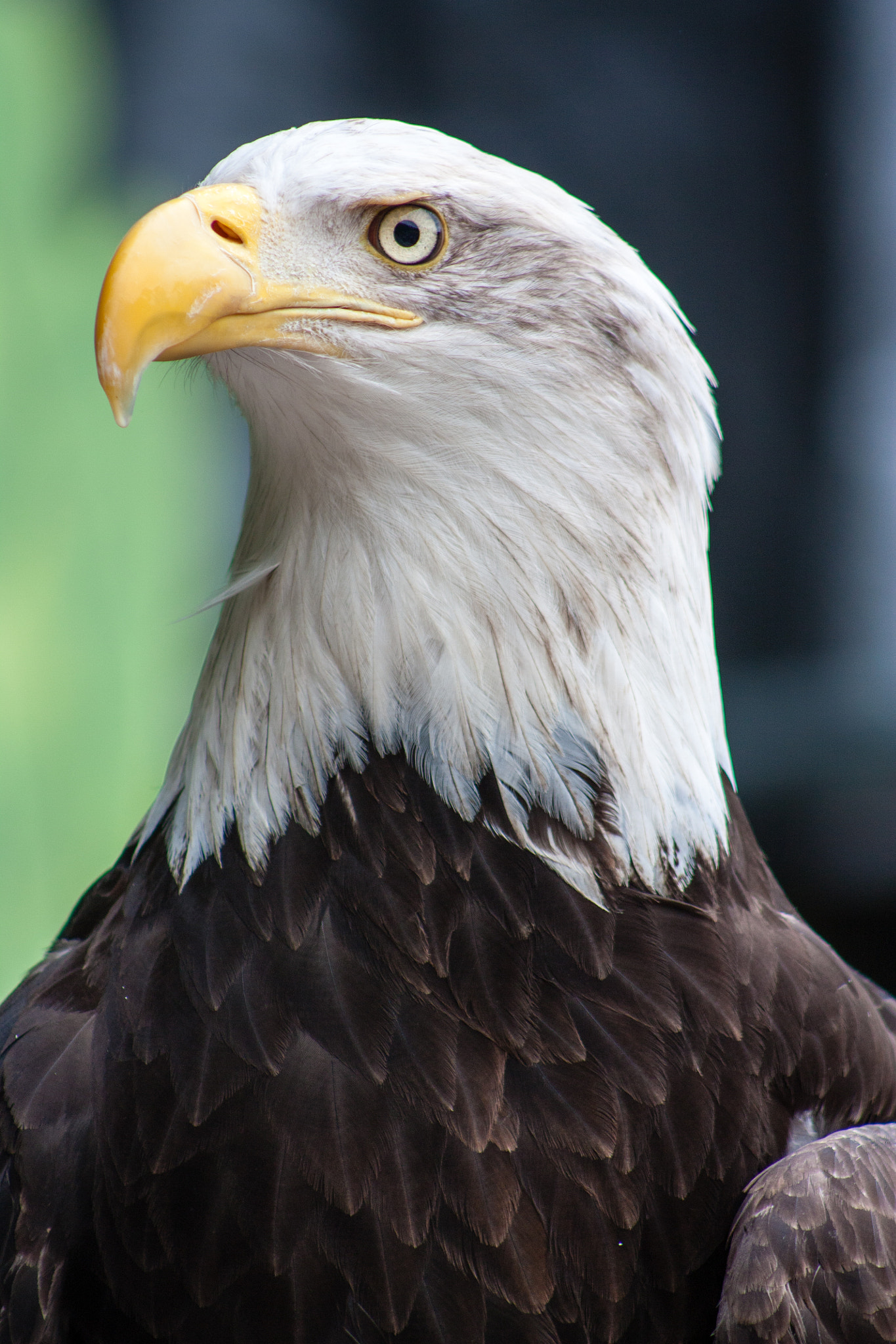 Canon EOS 450D (EOS Rebel XSi / EOS Kiss X2) sample photo. Bald eagle at oregon zoo photography