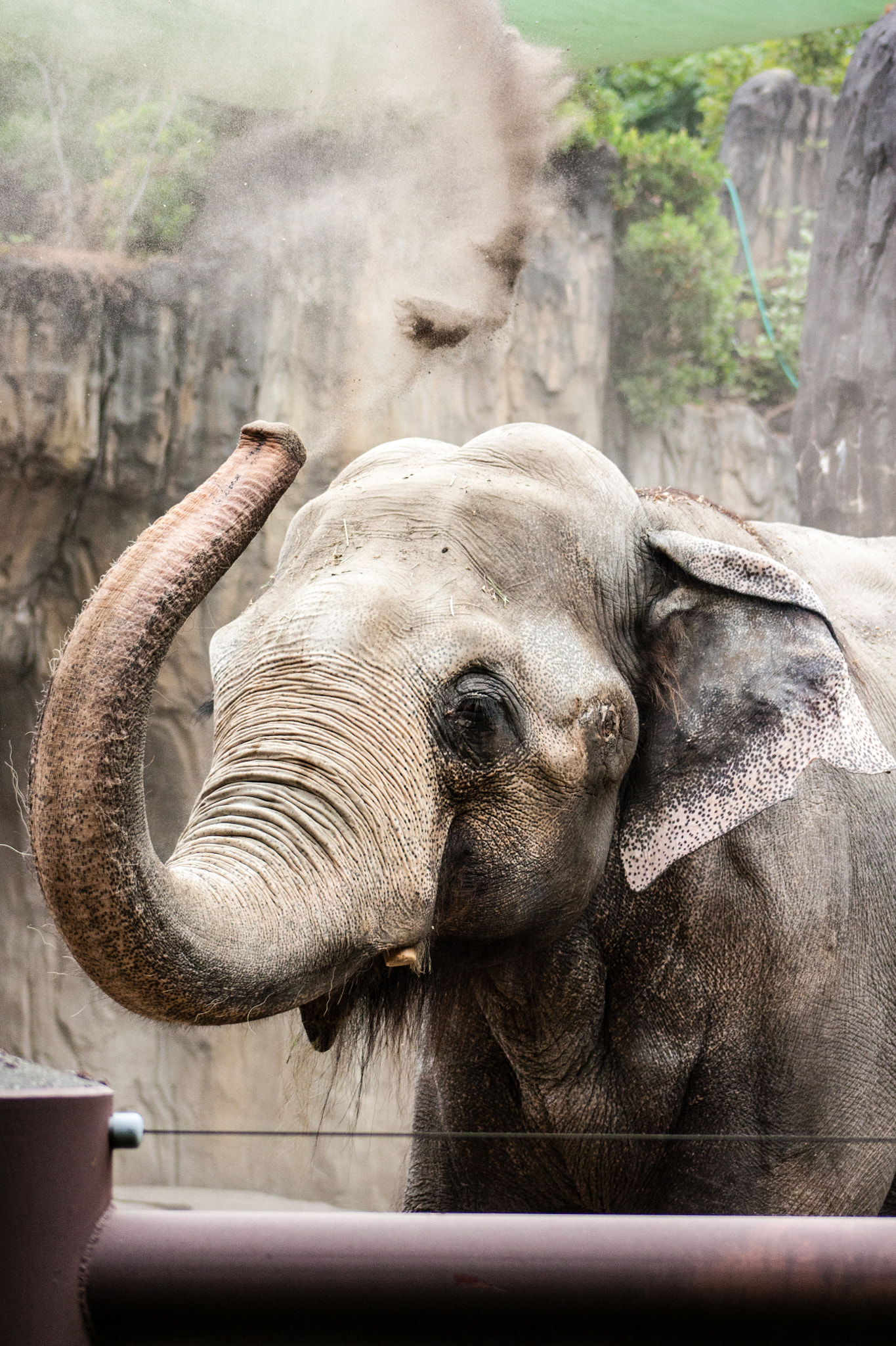 Canon EOS 450D (EOS Rebel XSi / EOS Kiss X2) sample photo. Elephant playing in dirt at oregon zoo photography