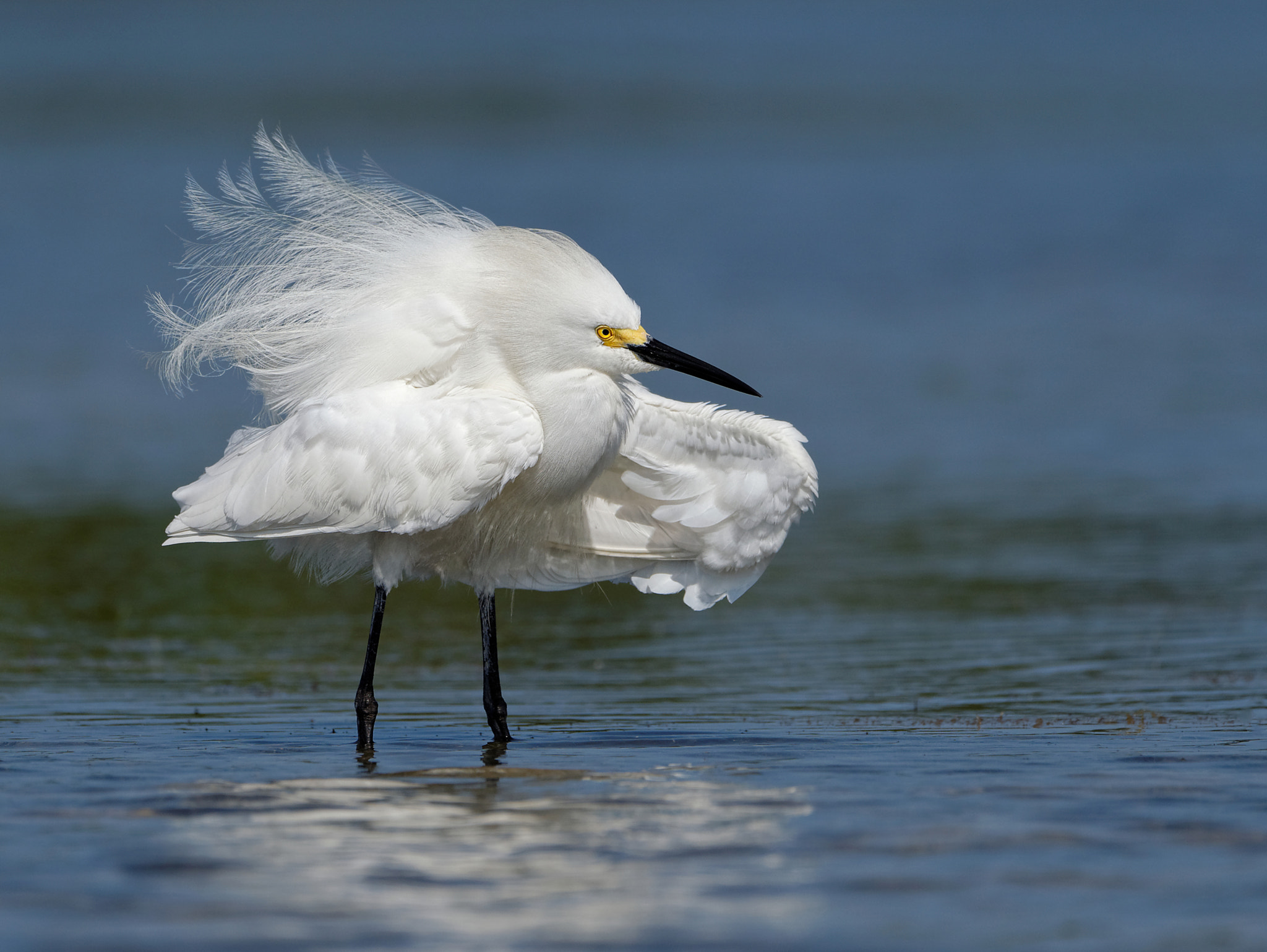 Nikon AF-S Nikkor 200-500mm F5.6E ED VR sample photo. Ruffled snowy photography