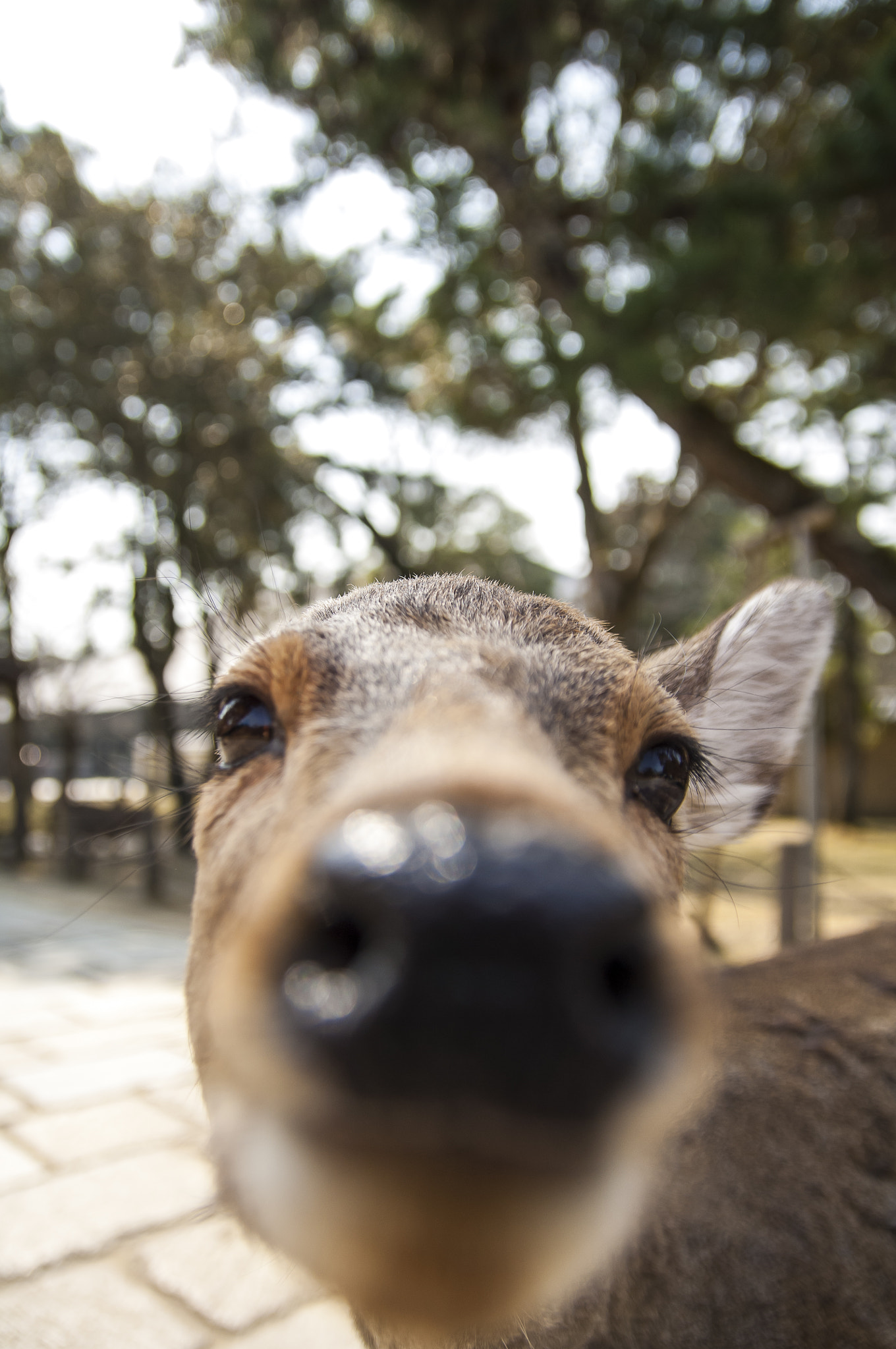 Nikon D2X + Sigma 18-50mm F2.8 EX DC Macro sample photo. 20160228_nara photography