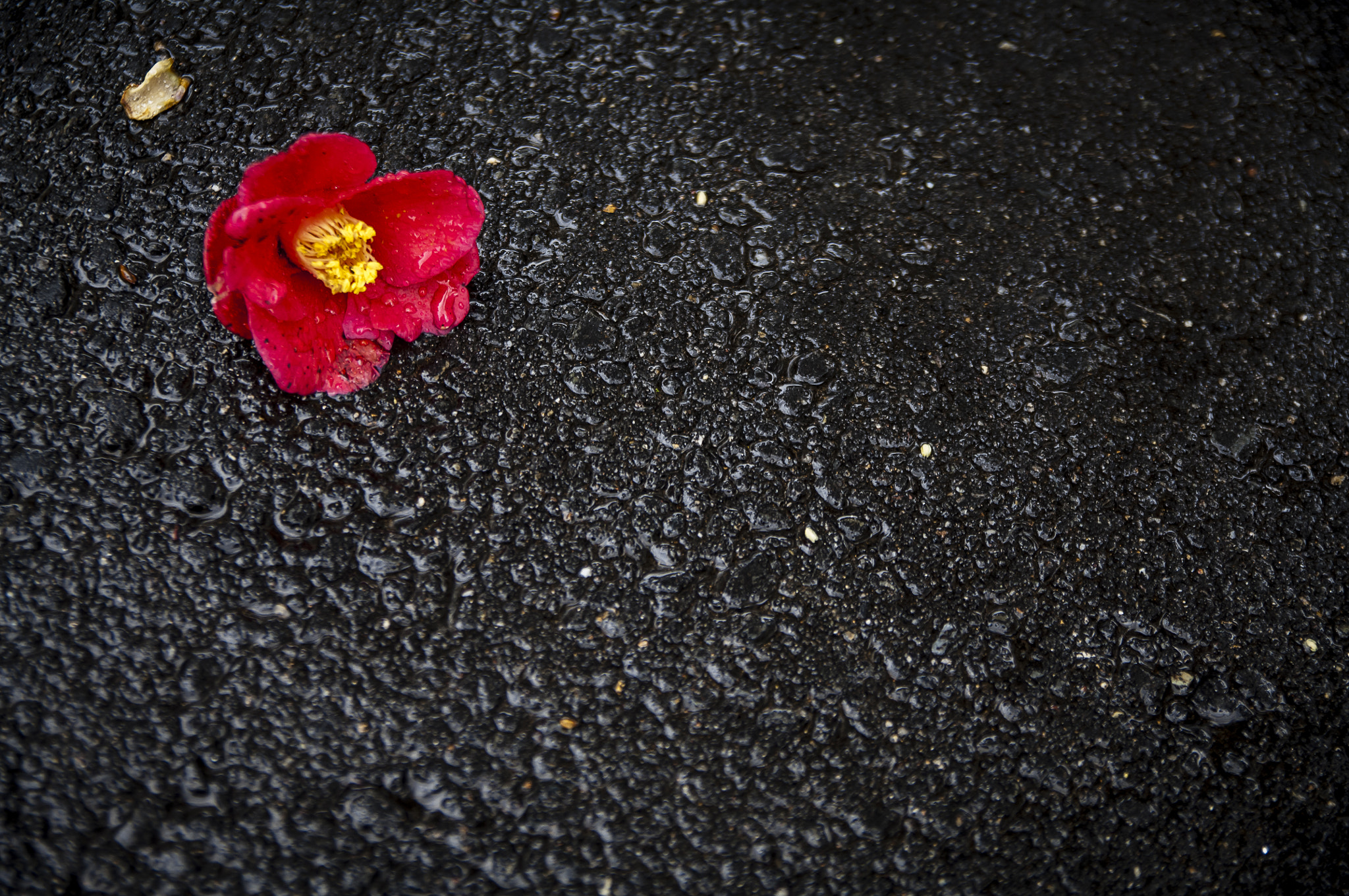 Nikon D2X + Sigma 18-50mm F2.8 EX DC Macro sample photo. 20160229_kyoto photography