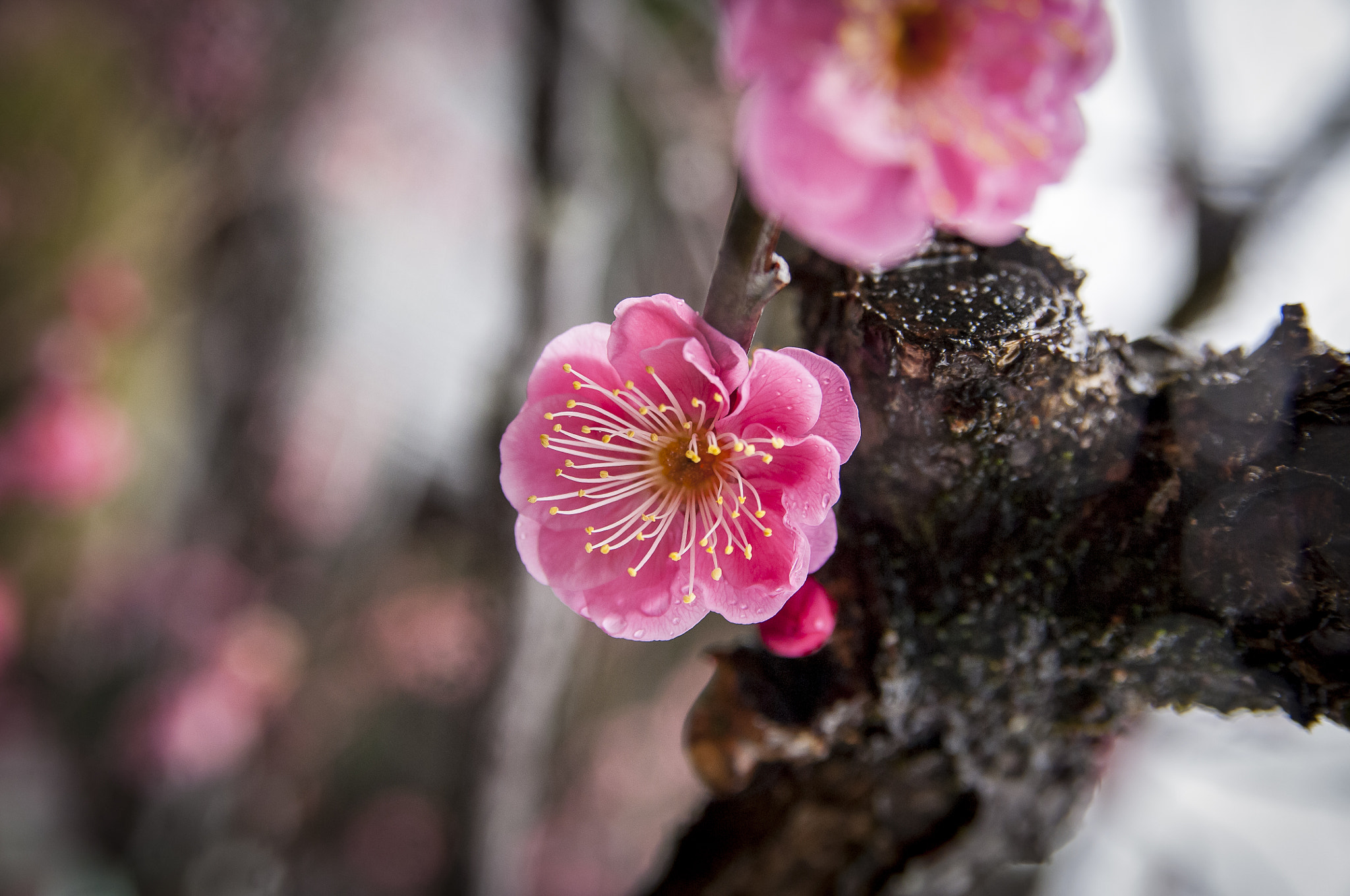 Nikon D2X + Sigma 18-50mm F2.8 EX DC Macro sample photo. 20160229_kyoto photography