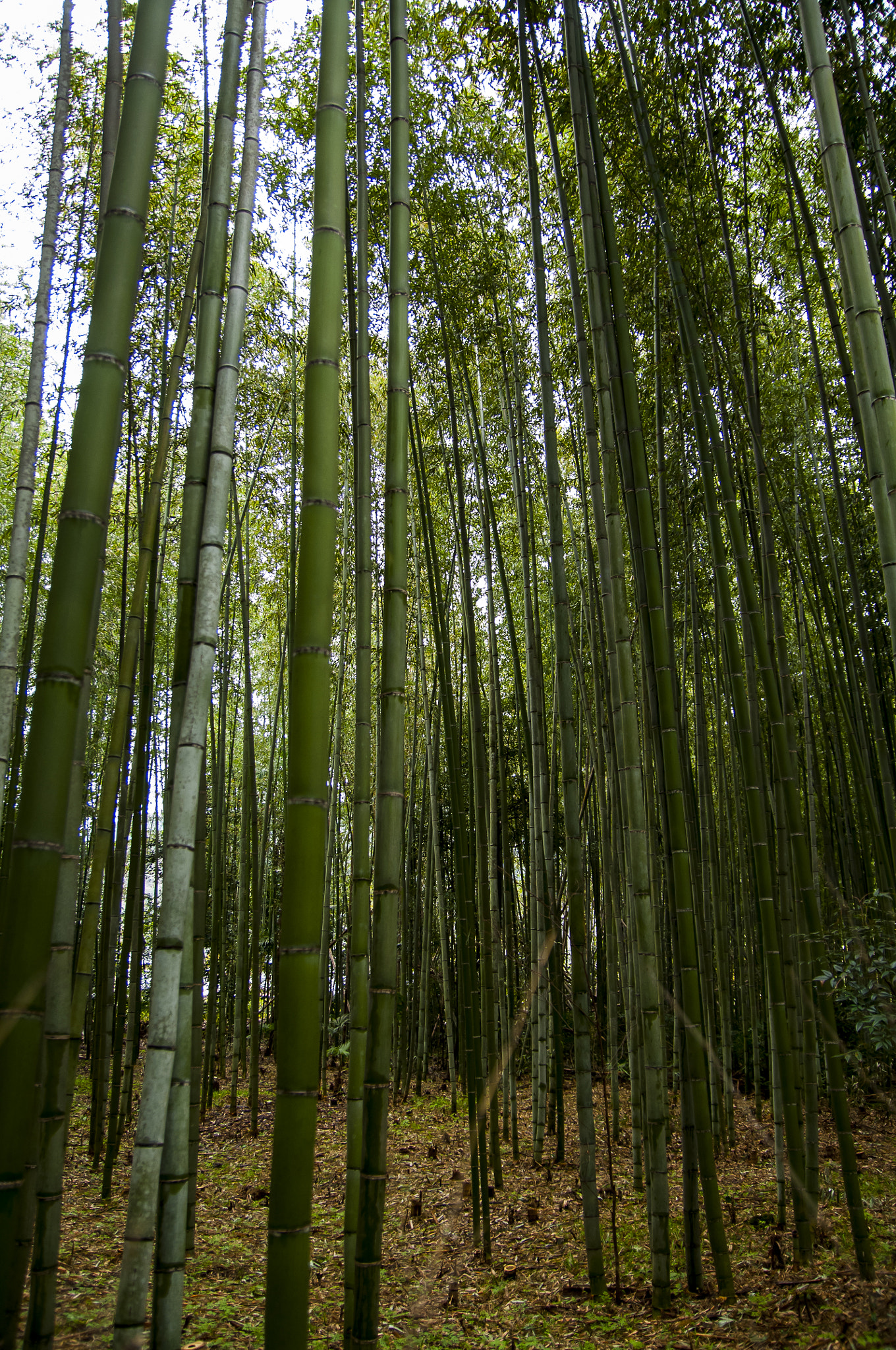 Nikon D2X + Sigma 18-50mm F2.8 EX DC Macro sample photo. 20160229_kyoto photography