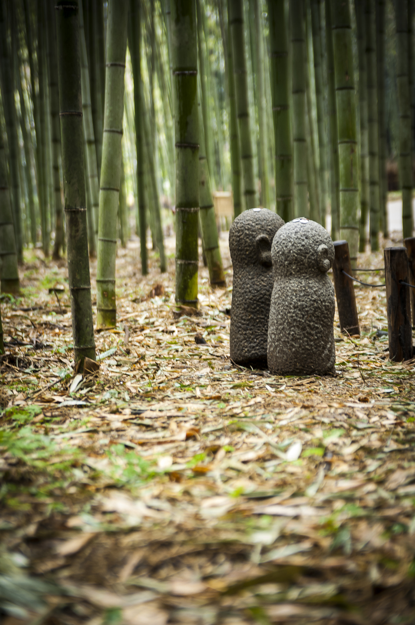 Nikon D2X + Sigma 18-50mm F2.8 EX DC Macro sample photo. 20160229_kyoto photography