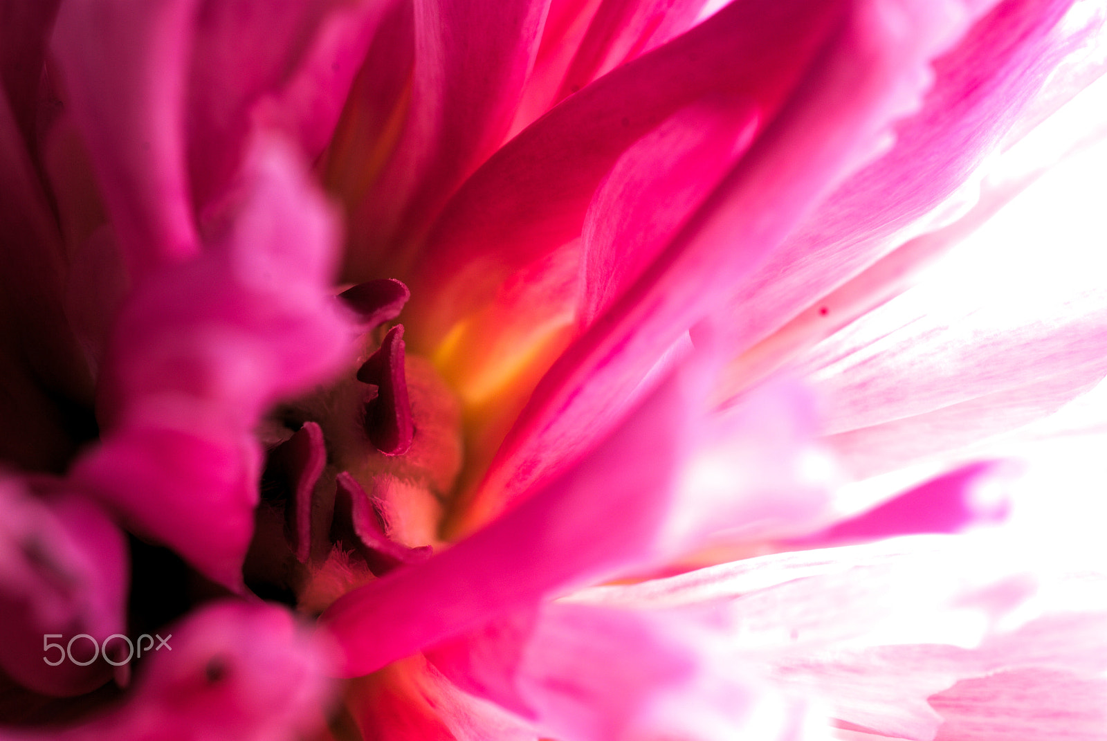 Nikon D40X + Nikon AF Micro-Nikkor 60mm F2.8D sample photo. Flower #13 photography