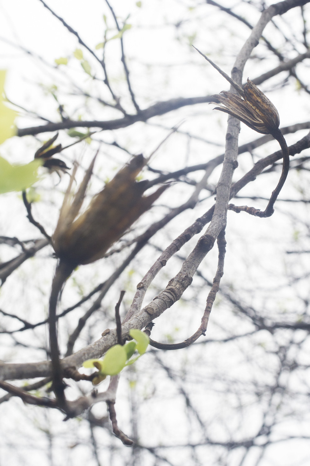 Sony a6000 + Canon EF 50mm F2.5 Macro sample photo. The daily percyscope 015 photography