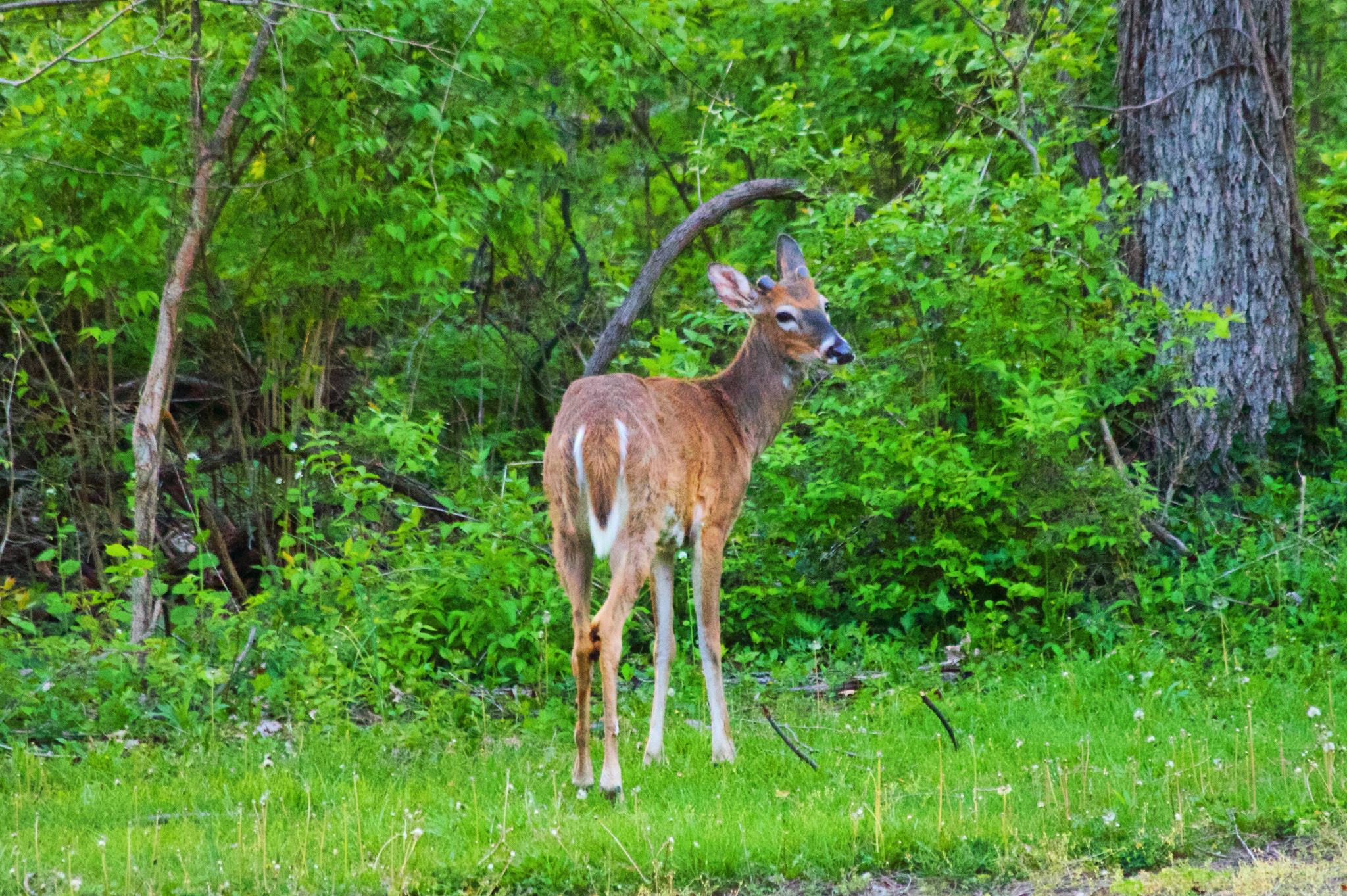 Canon EF 70-300mm F4-5.6 IS USM sample photo. Whitetail deer photography