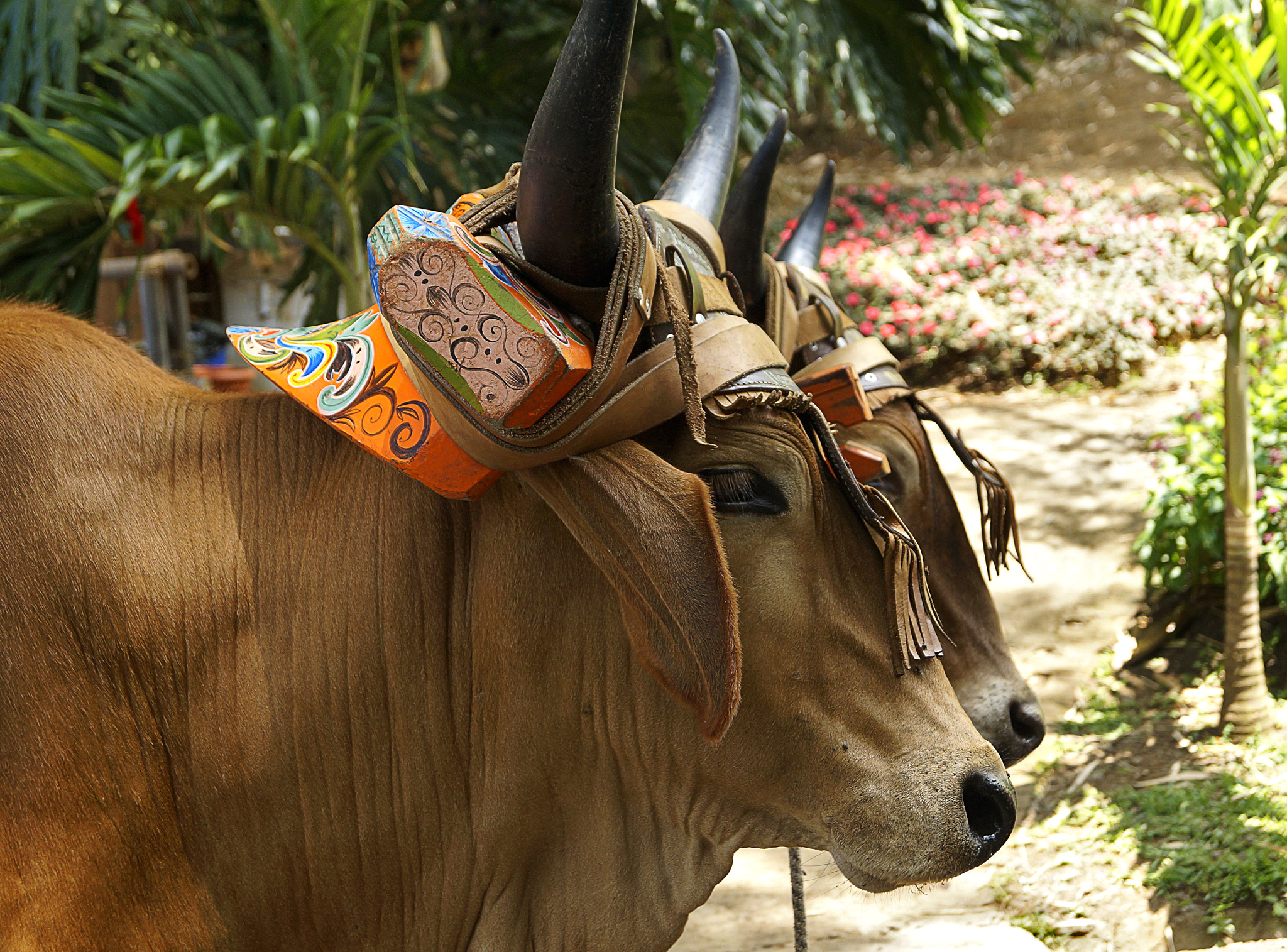 Sony DT 18-55mm F3.5-5.6 SAM II sample photo. Costa rica photography