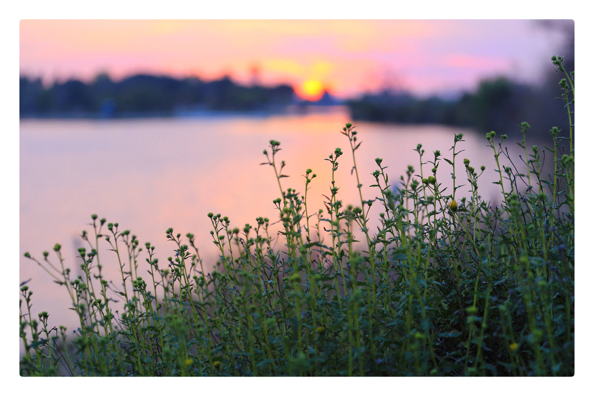 Canon EF 70-200mm F4L IS USM sample photo. 霞光下的小花 photography