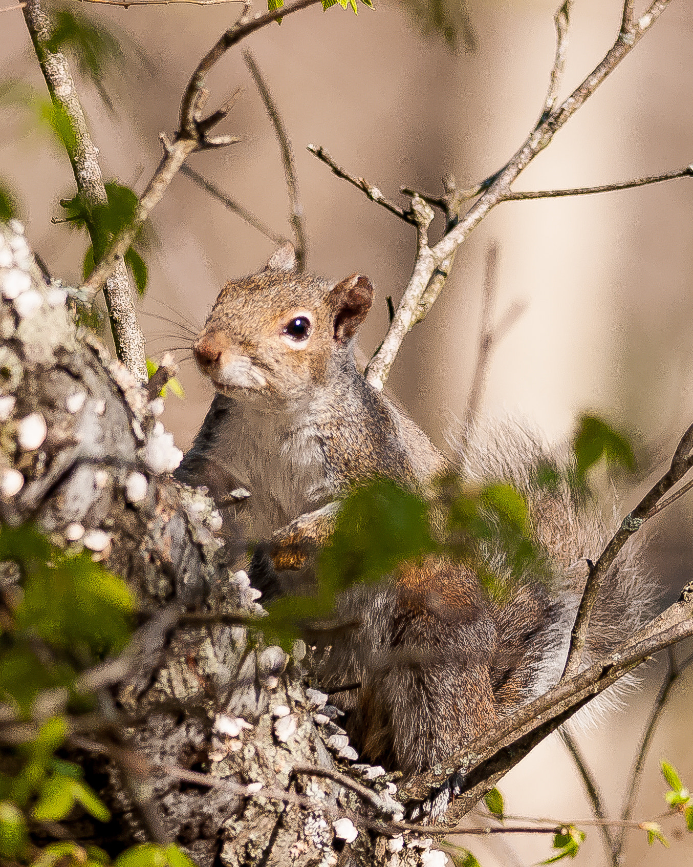 Nikon D300S + Nikon AF-S Nikkor 300mm F4D ED-IF sample photo. Gray squirrel photography