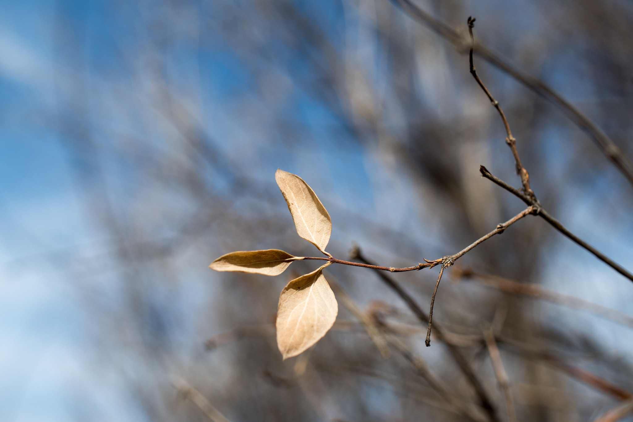 HD Pentax DA 35mm F2.8 Macro Limited sample photo. Spring meeting photography