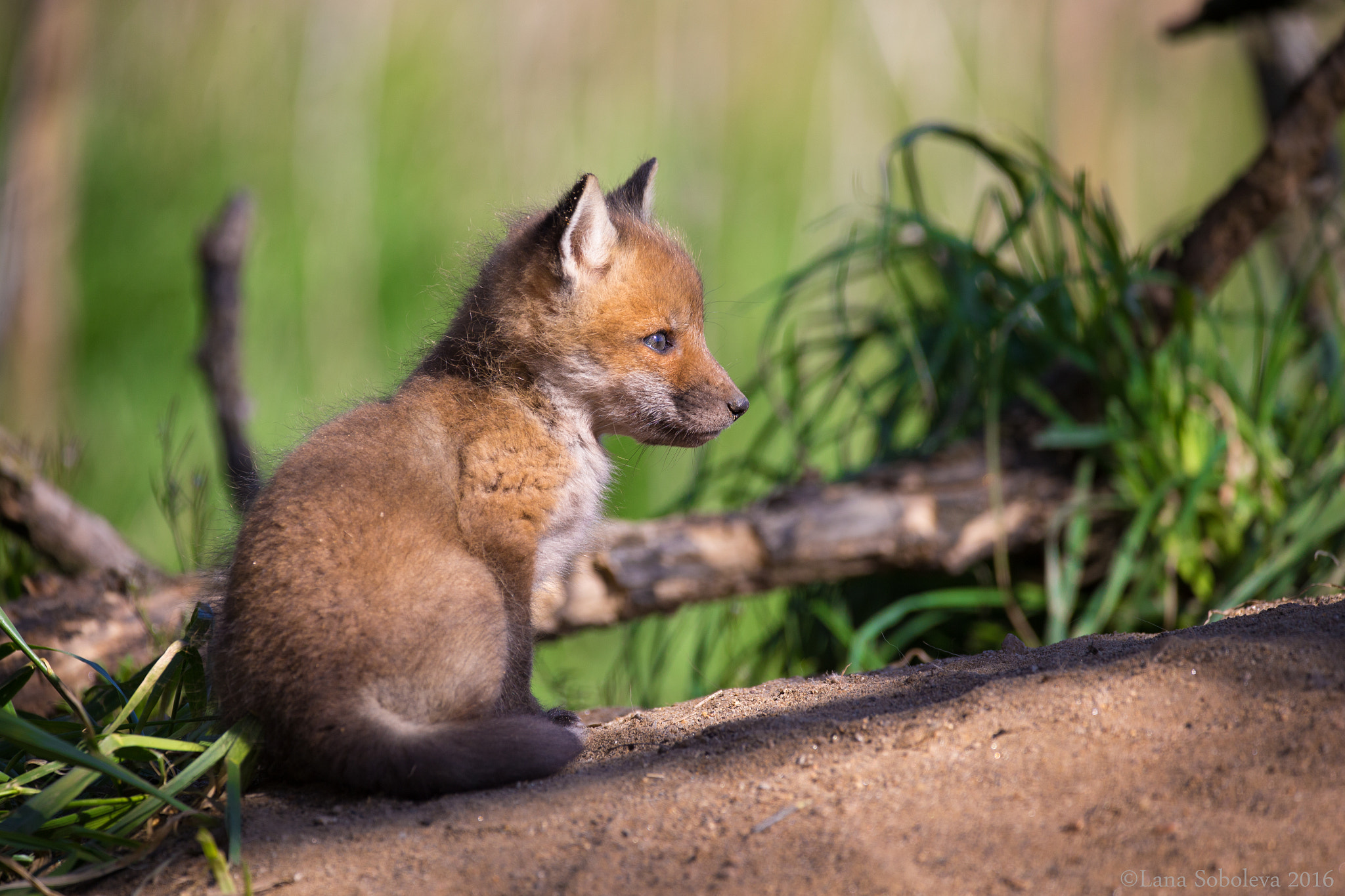 Sigma 150-600mm F5-6.3 DG OS HSM | C sample photo. Little hunter photography