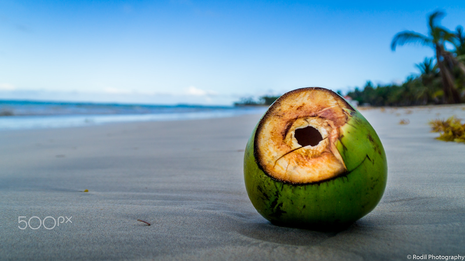Sony SLT-A37 sample photo. Coconut at the beach photography