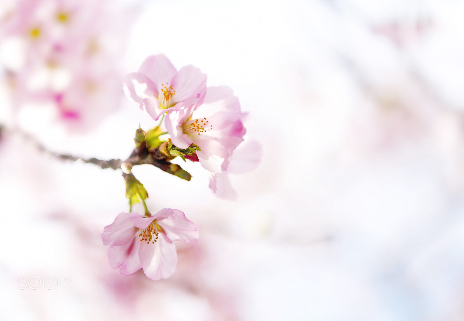 Nikon D600 + Nikon AF Nikkor 28mm F2.8D sample photo. Cherry blossom photography