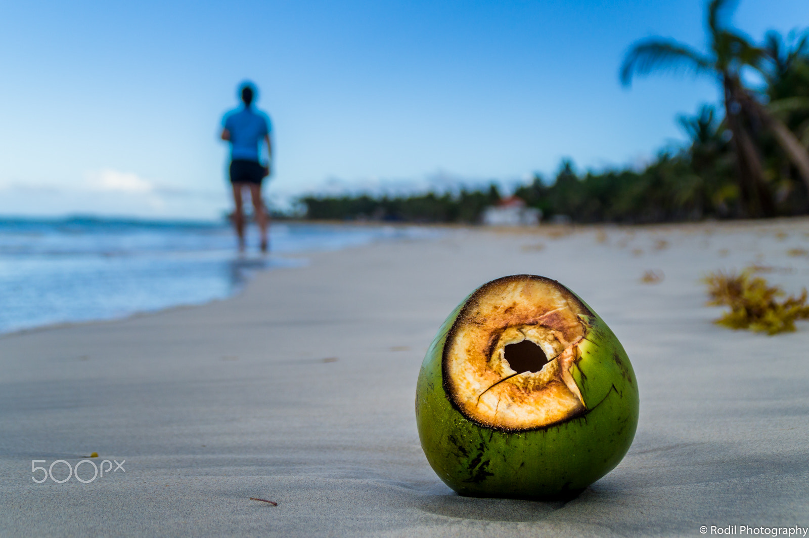 Sony SLT-A37 sample photo. Coconut at the beach 2 photography