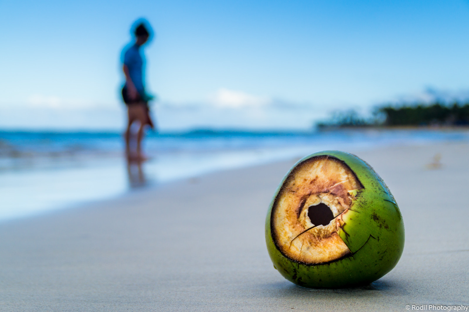 Sony SLT-A37 sample photo. Coconut at the beach 3 photography