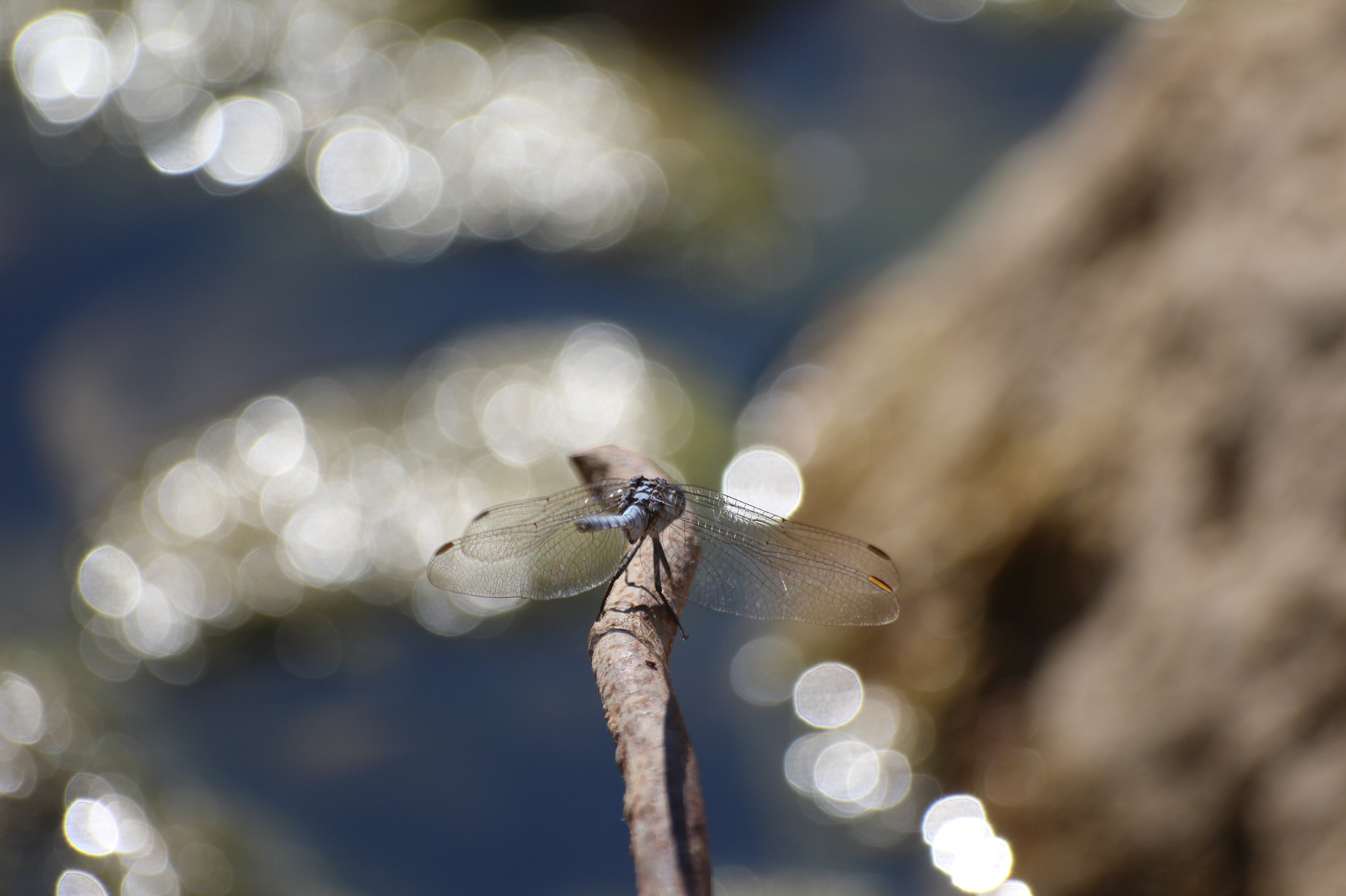 Sigma 70-300mm F4-5.6 APO DG Macro sample photo. The blue dragon photography