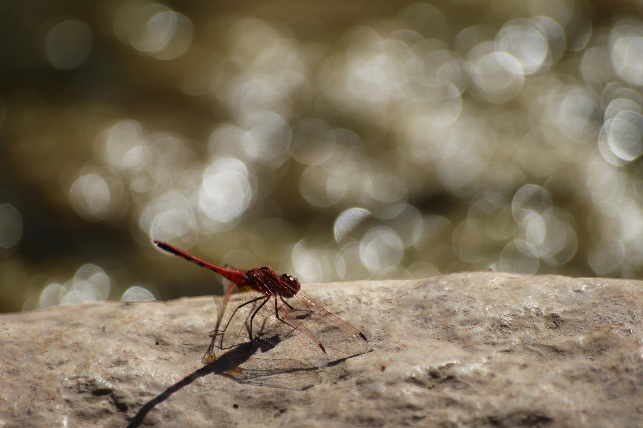 Sigma 70-300mm F4-5.6 APO DG Macro sample photo. The red dragon photography