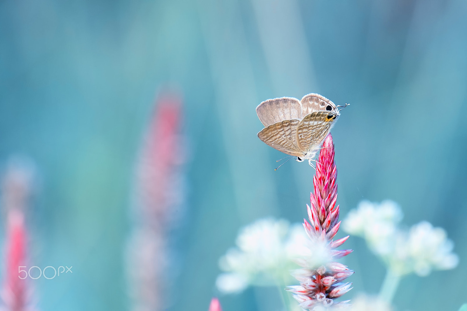 Fujifilm X-M1 + Fujifilm XC 50-230mm F4.5-6.7 OIS II sample photo. Butterfly ready to fly photography