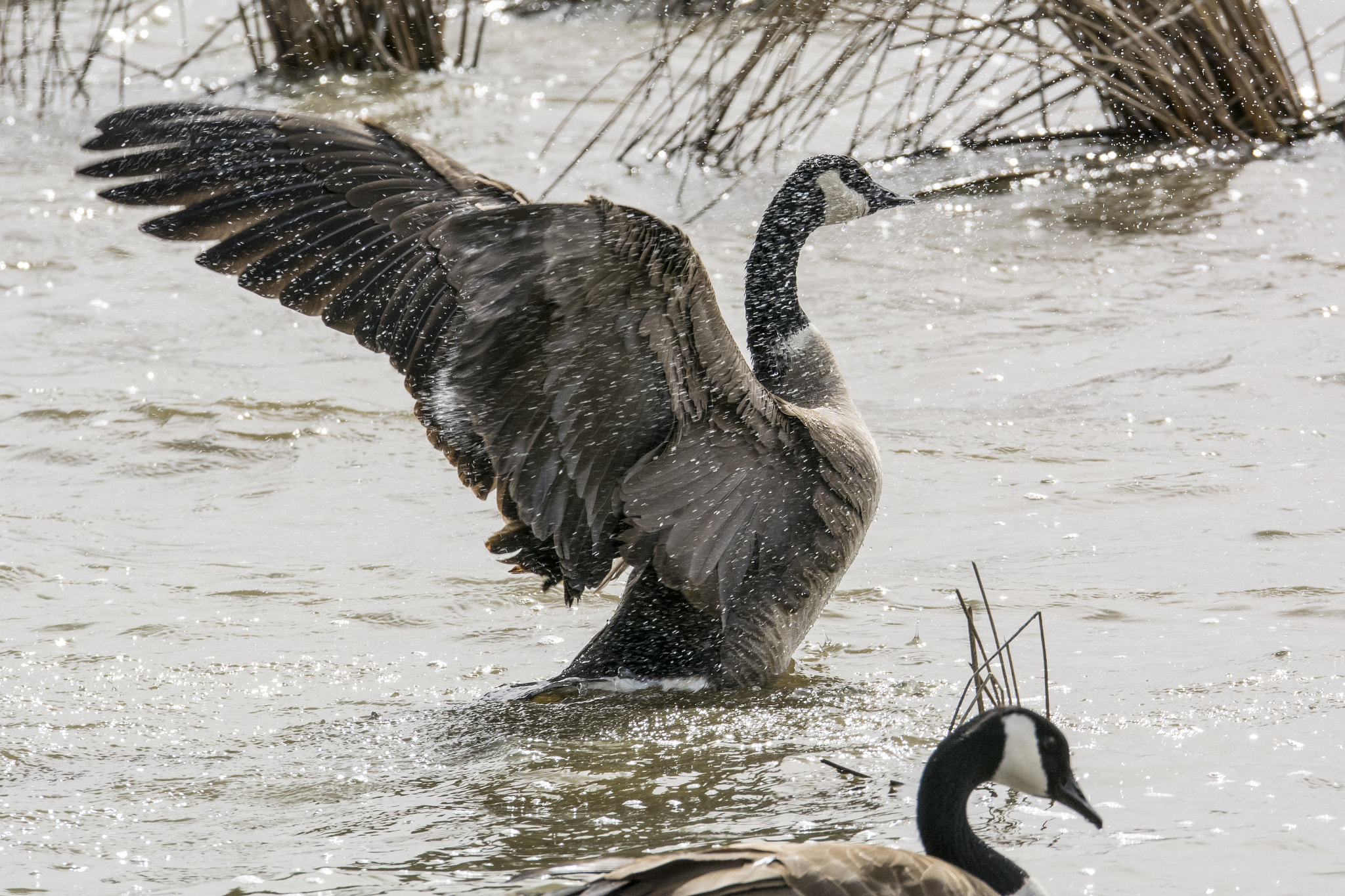 Nikon D5200 + Sigma 150-600mm F5-6.3 DG OS HSM | S sample photo. Canada goose pair flapping wings at frank lake near high river alberta photography