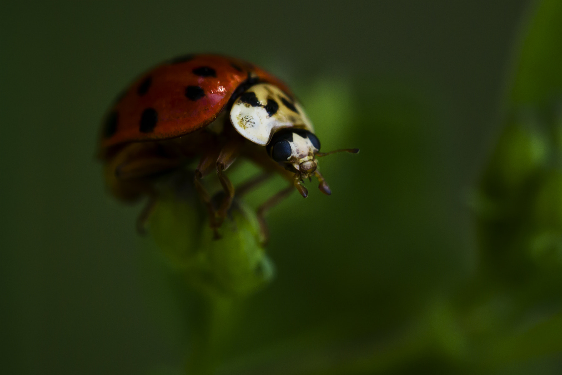 Canon EF 100mm F2.8L Macro IS USM sample photo. Perched photography