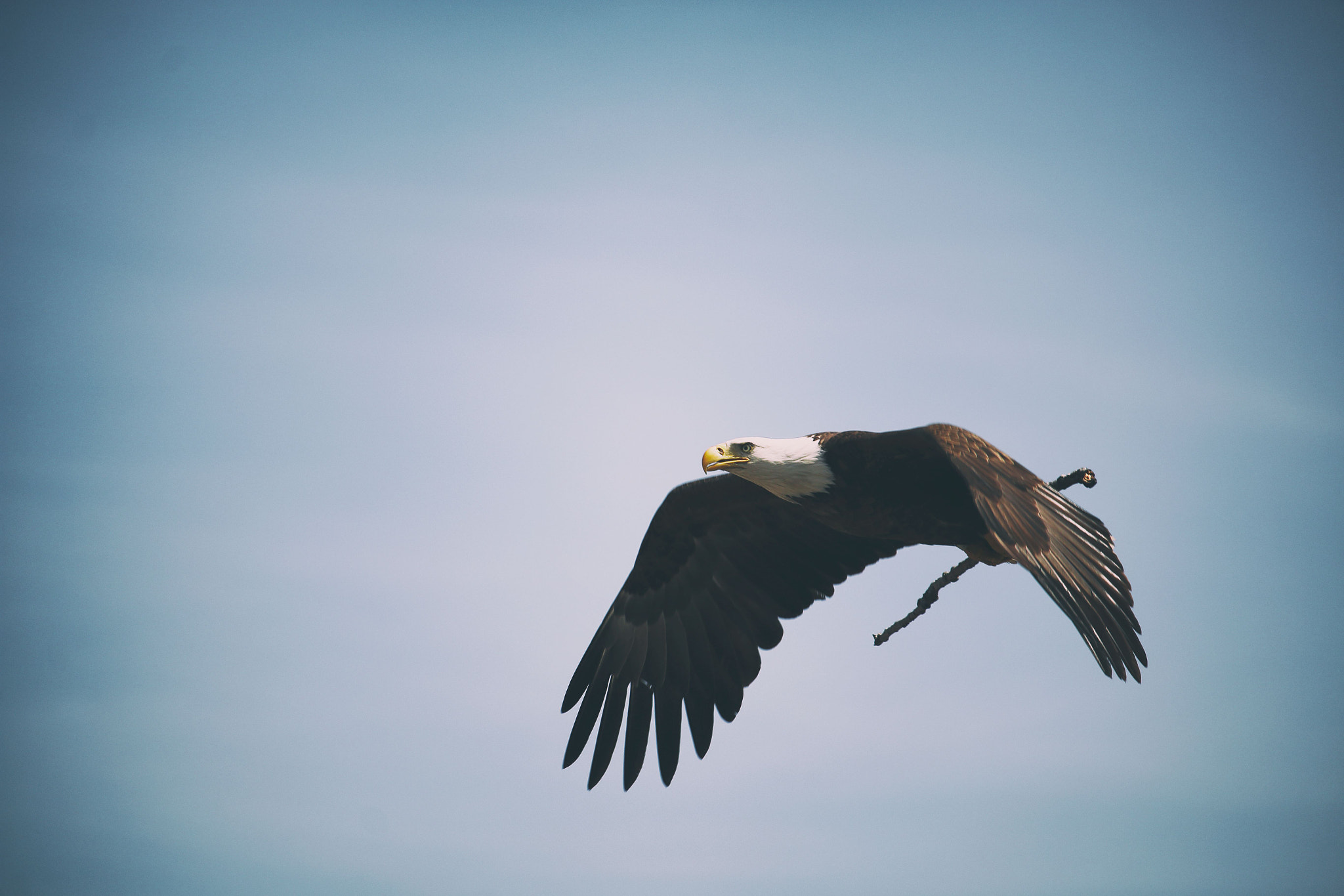 Canon EF-S 55-250mm F4-5.6 IS STM sample photo. Bald eagle photography