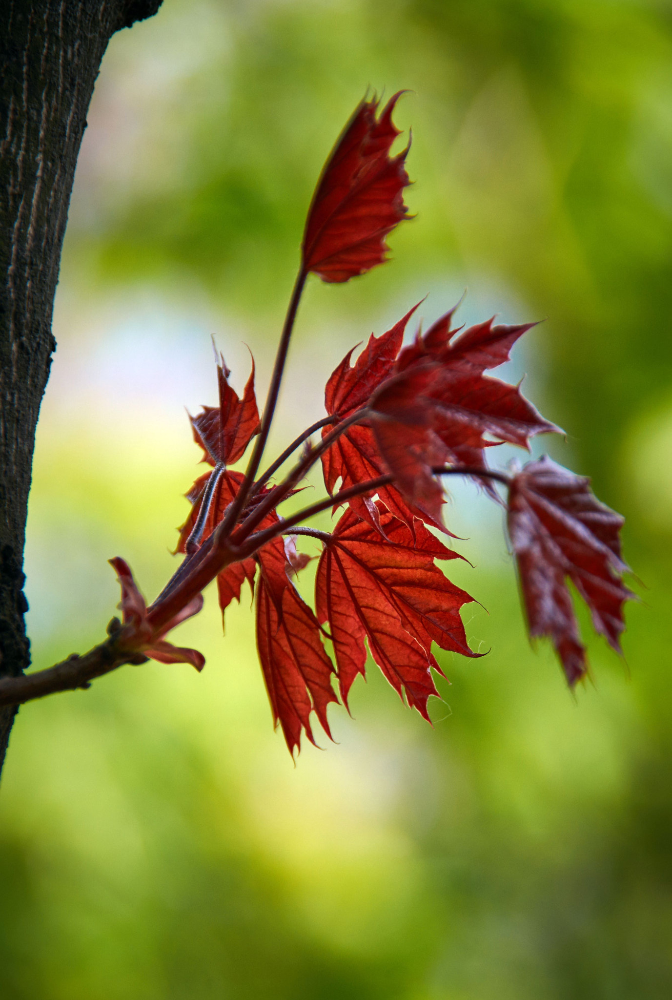 Sony SLT-A37 + Sony DT 18-250mm F3.5-6.3 sample photo. Fresh maple leaves photography