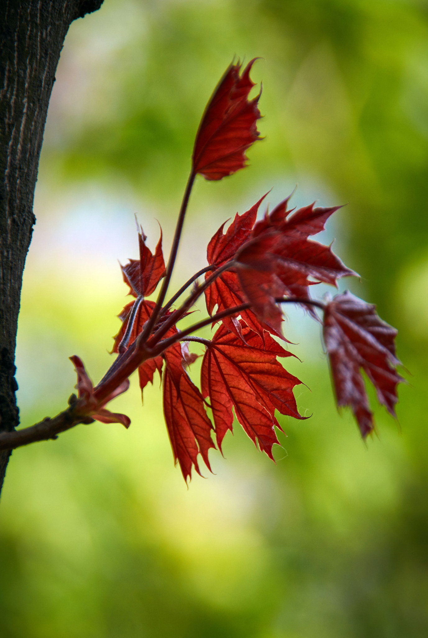 Sony SLT-A37 sample photo. Fresh maple leaves photography